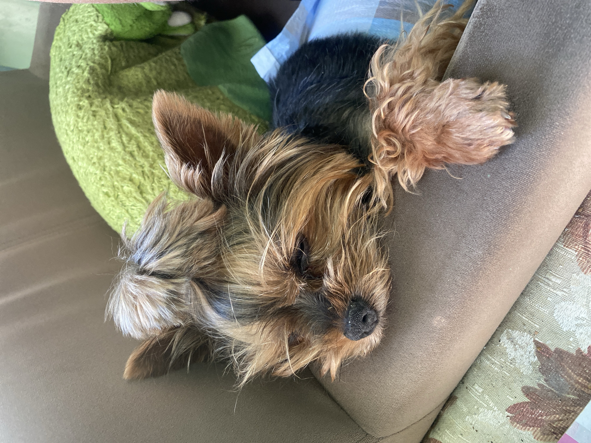 A Yorkshire Terrier dog is sleeping on a brown sofa. The dog is lying on its side with its head resting on the sofa. Its eyes are closed and its paws are curled up. A green, textured pillow is visible behind the dog. The background is blurred and appears to be indoors. There are no people or any other animals visible in the image. The setting is not specified as being in Moscow, Russia.