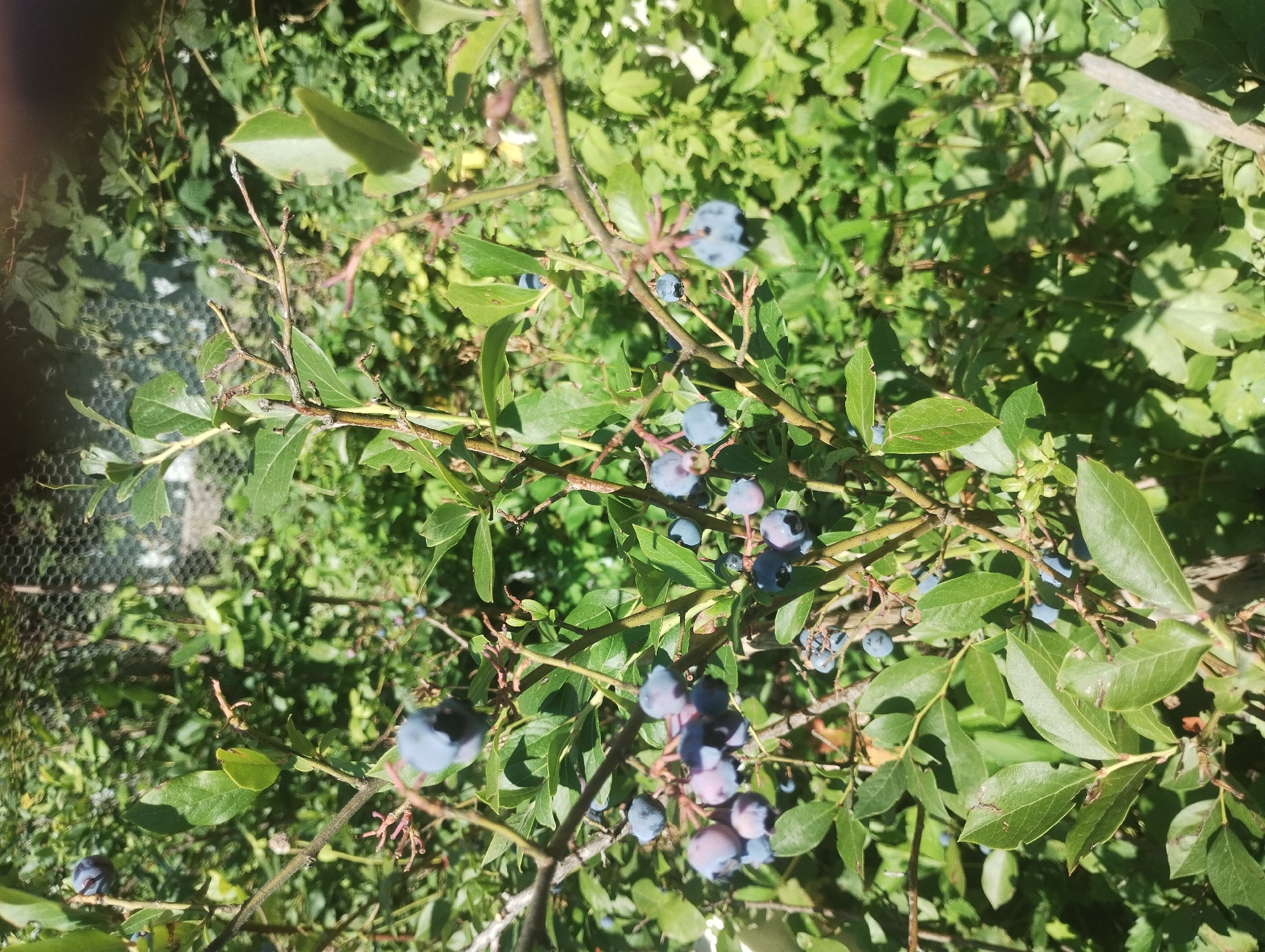 The image displays a close-up view of a blueberry bush laden with ripe blueberries and green leaves, bathed in sunlight. The bush is situated outdoors, with a blurred background of more foliage and a hint of a wire mesh fence. The scene is captured in a natural, outdoor setting, potentially a garden or a rural area. Without further context, it is not possible to determine the exact location in Sumy, Ukraine. The focus is on the plant and its fruit, suggesting a moment of harvest or appreciation of nature's bounty.