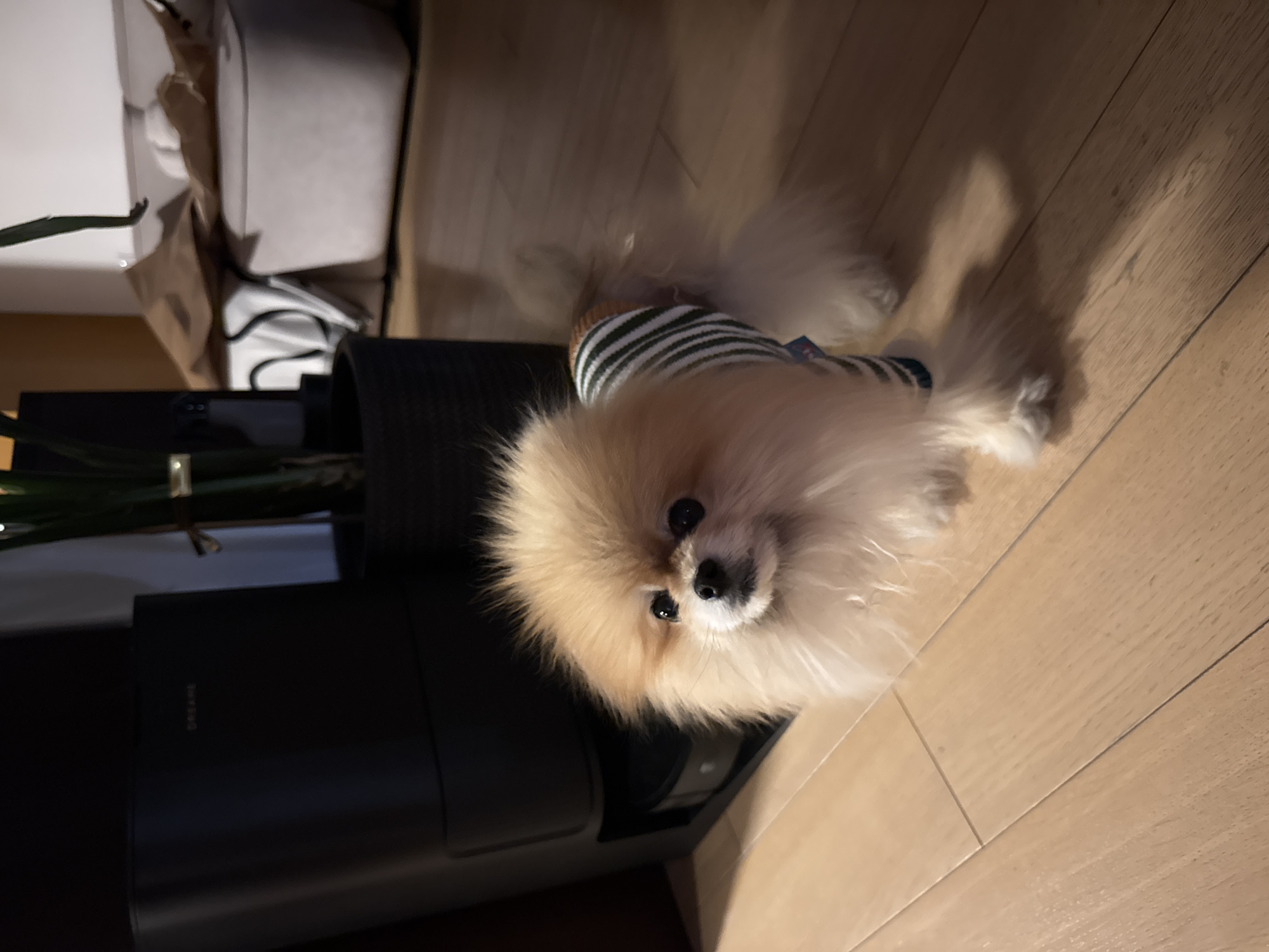 A small, fluffy Pomeranian dog wearing a striped shirt stands on a light brown wooden floor next to a dark gray cylindrical object. The dog is facing the camera with its head tilted slightly to the left. To the left of the cylindrical object are a black appliance and a white object obscured by packaging material. The location is inside a building, possibly a residence. There is no information to conclude that the photograph was taken in Warsaw, Poland.