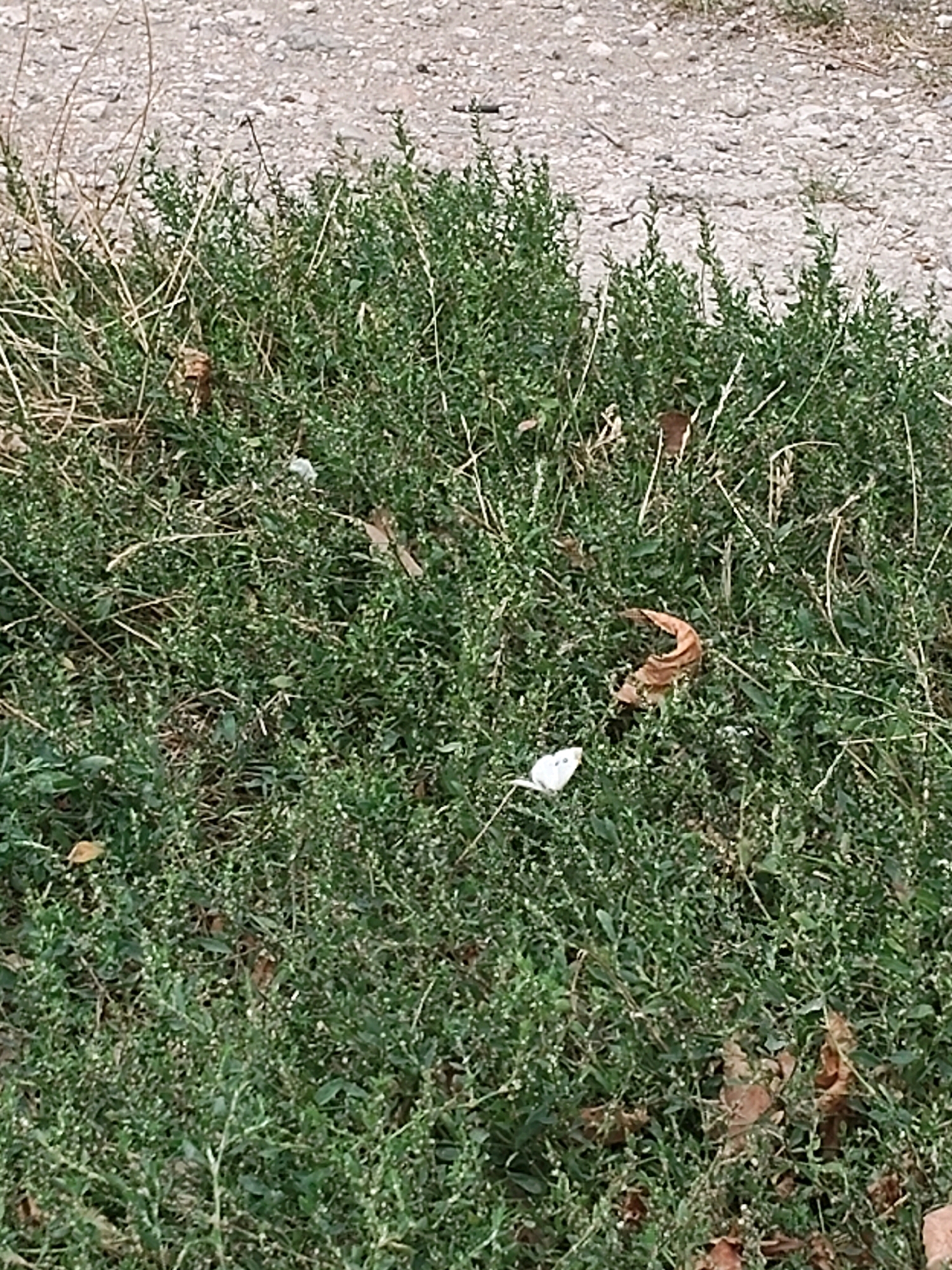 The image displays a close-up, eye-level, outdoor shot of dense, low-lying green vegetation, possibly a ground cover plant with small leaves and white buds or flowers. The vegetation occupies the majority of the frame, with a lighter-colored, gravelly surface visible at the top of the image. Scattered within the greenery are a few dried brown leaves and thin, straw-like dried grass stalks. A small, white butterfly is perched on one of the green plants, located slightly to the left of the center of the image. The scene appears to be a natural or unkempt area.