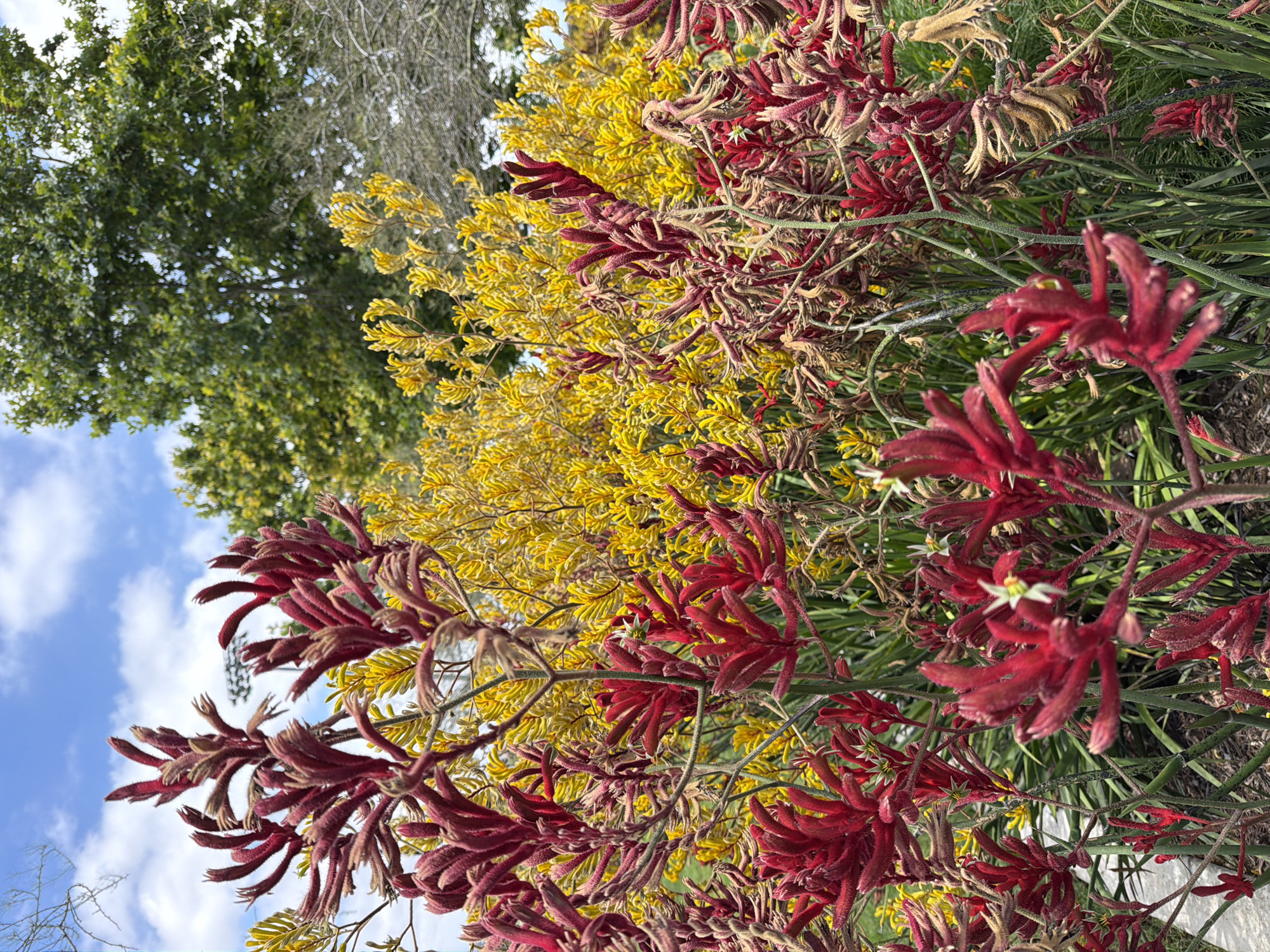 The image depicts a close-up view of a garden featuring a dense arrangement of flowering plants. Dominating the foreground are clusters of deep red, fuzzy, tubular flowers with finger-like projections, resembling kangaroo paws. Interspersed behind these are vibrant yellow flowers, also with a similar elongated, tubular structure. The plants are set against a backdrop of lush green foliage and a partly cloudy blue sky. The scene appears to be outdoors in a naturalistic or cultivated garden setting. No people or animals are visible in the image. The lighting suggests it is daytime.
