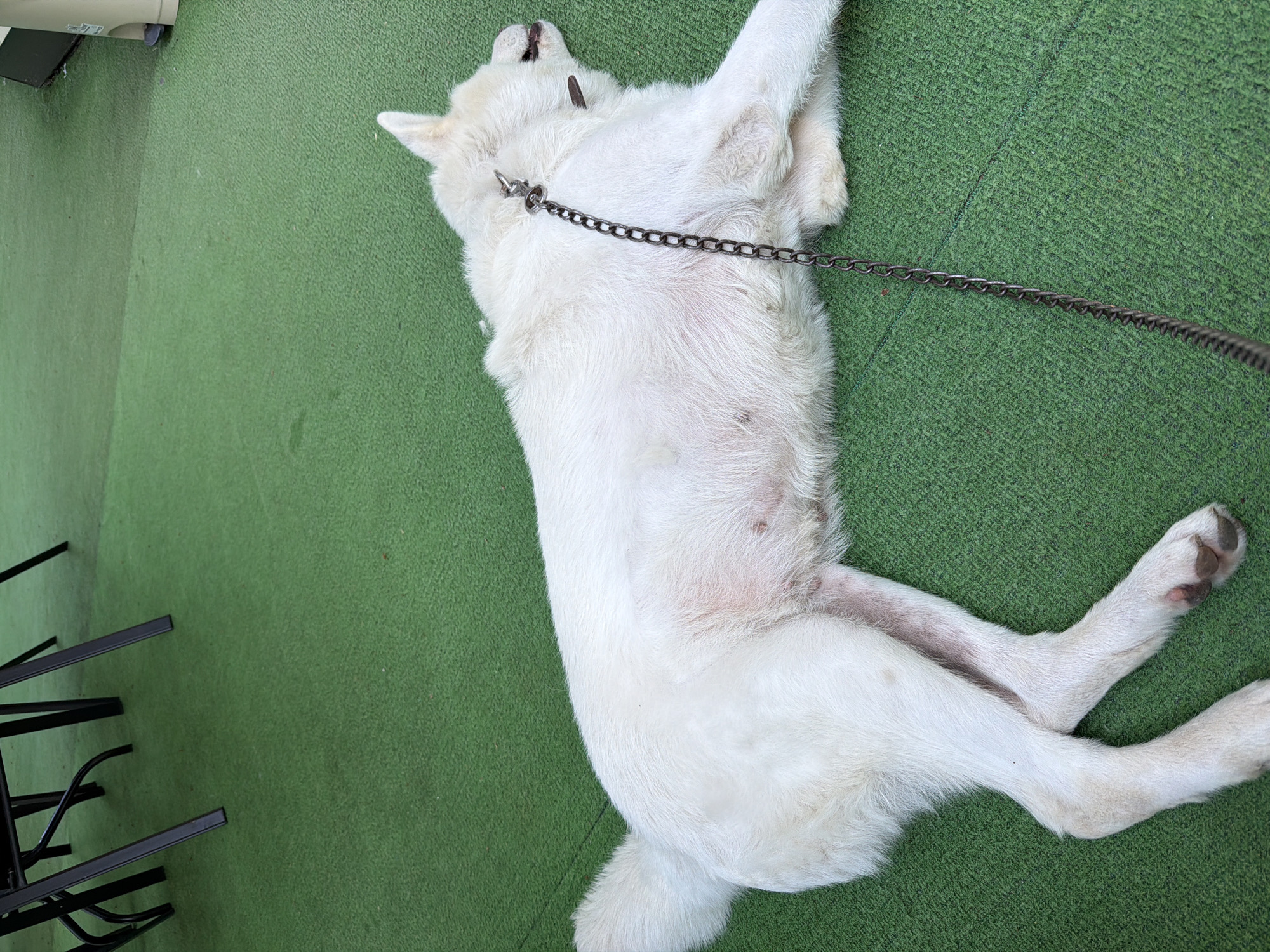 A white dog is lying on its side on a green artificial turf surface. The dog is wearing a metal chain leash. The leash is attached to a metal ring on the dog's collar and extends down and out of frame. The dog's legs are crossed in front of it. The background shows the legs of black metal chairs and tables, suggesting an outdoor seating area. The scene appears to be a public space in the city of Tsarevo, Bulgaria, possibly a park or a restaurant patio.