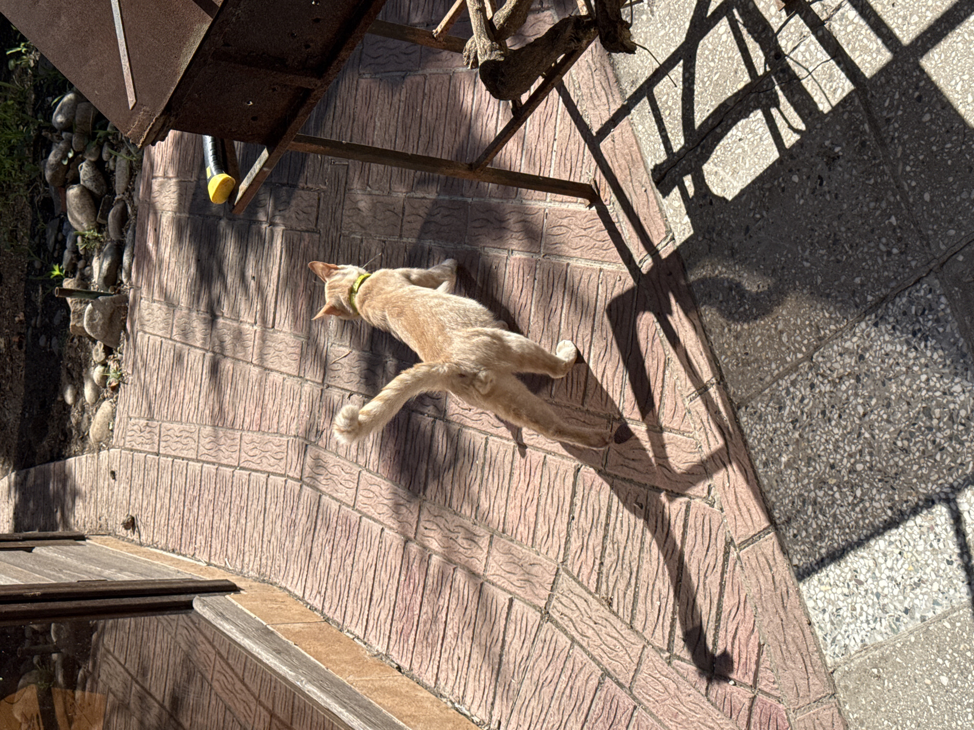In Yeysk, Russia, an orange tabby cat wearing a green collar walks on a sun-drenched brick pathway in front of a wooden building. The cat casts a long shadow on the pathway, which is bordered by dirt and rocks on one side and a stone patio on the other. A rusty metal barbecue grill stands to the right of the cat, with a yellow and black handle lying on its side nearby. The scene is illuminated by bright sunlight, creating sharp contrasts between light and shadow.