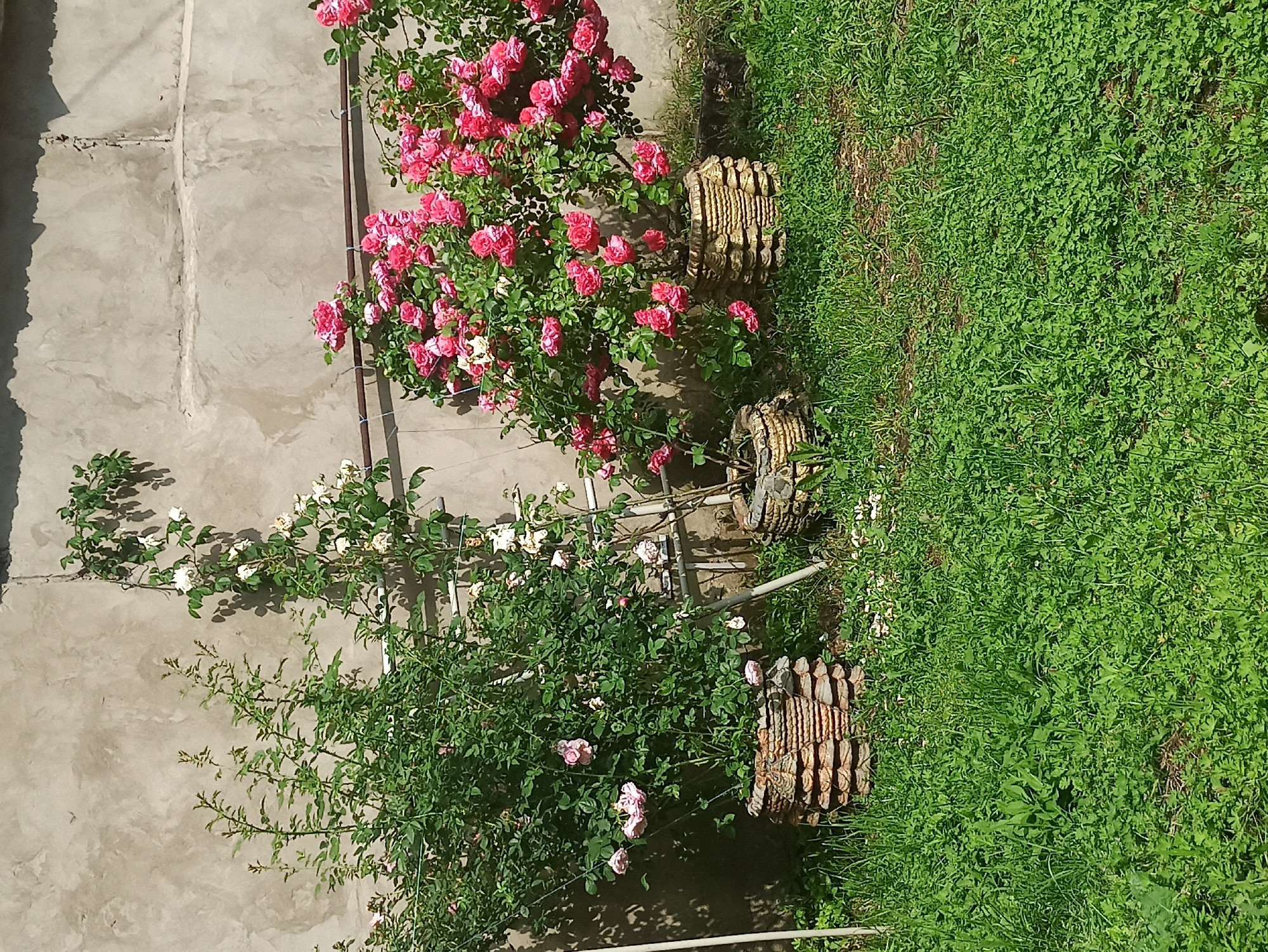The image displays a vertical, outdoor scene with a concrete wall on the left and lush green grass on the right. A rose bush with vibrant pink blooms is prominent, climbing along the wall. Another smaller rose bush with white and pink flowers is also visible. Three decorative, rustic planters, appearing to be made of woven material and wood, are placed in front of the rose bushes, standing on the grass. The scene suggests a sunny day, likely in a garden or yard setting. There is no visible text in the image.