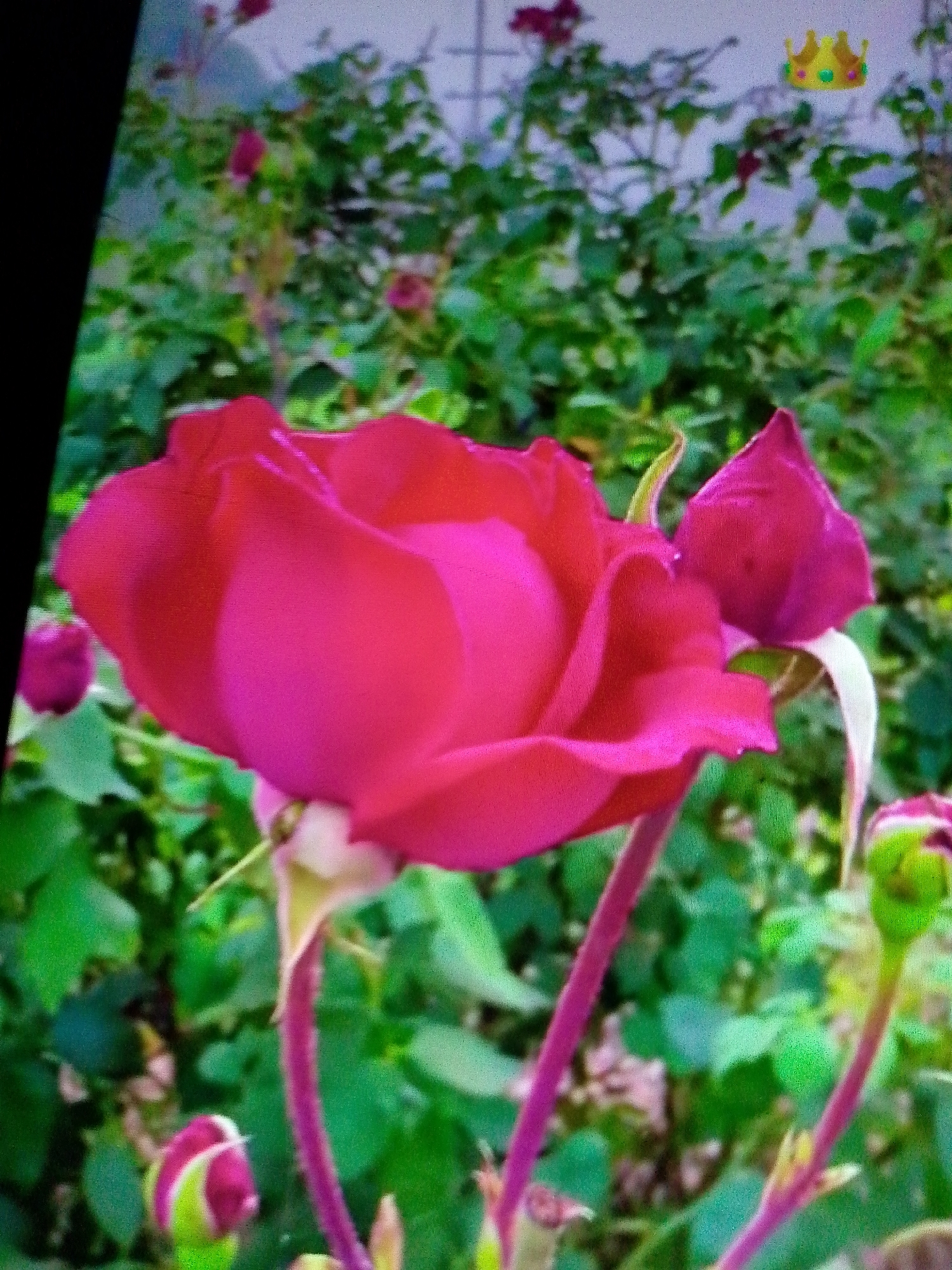 A close-up shows a vibrant red rose in full bloom, accompanied by several rosebuds at various stages of development. The backdrop is a lush garden, with a dense collection of green leaves and glimpses of more roses further back. The setting seems to be outdoors, suggested by the natural lighting and the garden environment. The image captures a moment in the life cycle of these roses, from bud to full bloom. A gold crown emoji is digitally superimposed on the upper right portion of the scene. The specific location in the city of Unknown, Unknown is not discernible from the image.