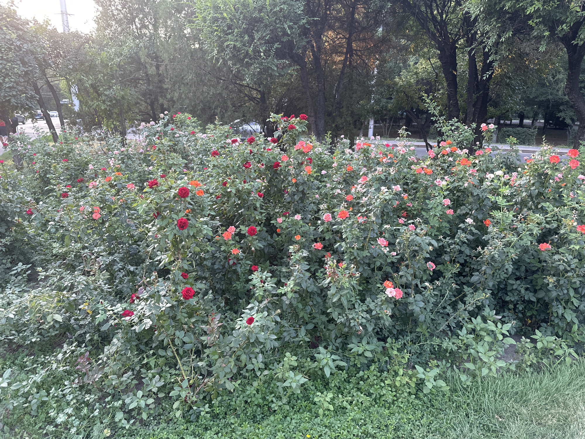 A dense bush of roses, in varying shades of red, pink, and orange, fills the foreground of the image. The roses are in full bloom, with many open petals and some buds visible. The bush is lush with dark green foliage. In the background, behind the roses, are mature trees with dense green canopies, suggesting a park or a tree-lined street. The sun is shining, casting light and shadows through the leaves. There are hints of a road and possibly vehicles in the far background, indicating an urban or suburban setting. The ground in front of the rose bush is covered in grass and smaller green plants.
