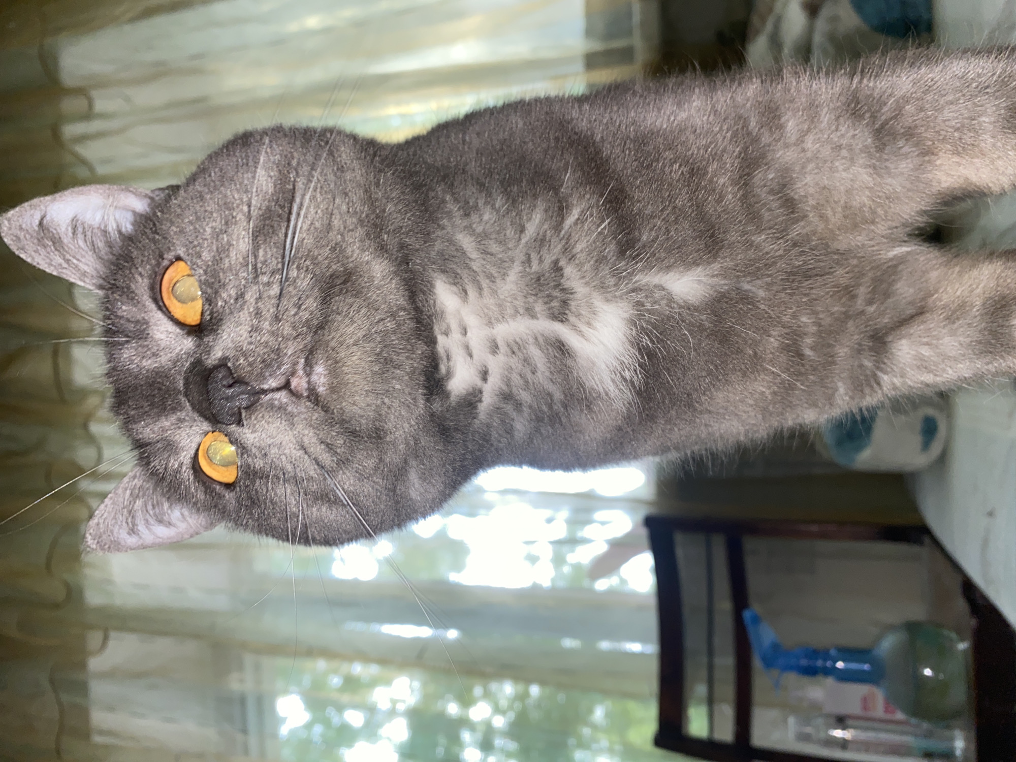 A gray cat with yellow eyes is lying down. The cat has a white patch on its chest. The cat is indoors in a room with a window. Behind the cat, there is a shelf with various items. The image was taken in Chaikovsky, Russia.
