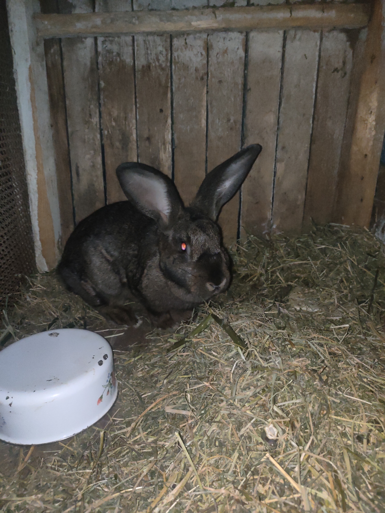 A dark-colored rabbit with large ears is resting on a bed of hay inside a wooden hutch. The rabbit's eyes are glowing red, likely due to the flash of the camera. A white, round bowl with a floral pattern is partially visible in the lower left corner of the image. The background consists of weathered wooden planks. The location is identified as Ternovka, Moldova.