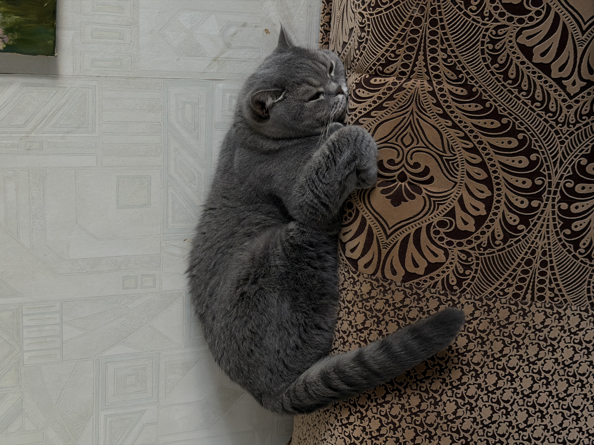 A gray British Shorthair cat is resting on a patterned brown cushion. The cat is positioned vertically with its head near the top of the frame. Its paws are clenched close to its face. The cat's tail extends down along the cushion, ending towards the bottom of the frame. To the left of the cat and cushion is a white wall with a geometric pattern. At the top-left corner of the frame, there is a corner of a painting. The location is Perm, Russia.