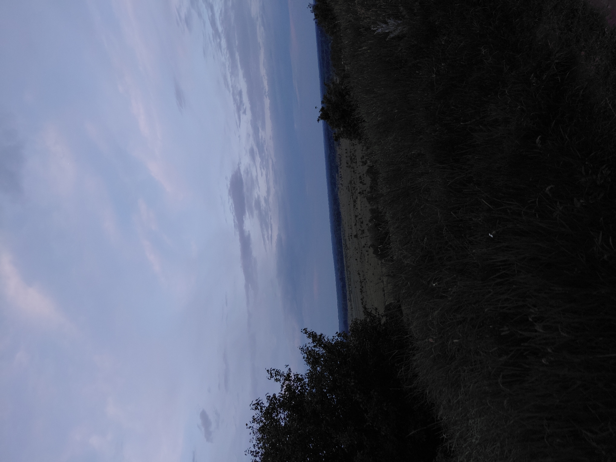 The image displays a wide-angle landscape captured under low light conditions, likely at twilight or dawn. The scene is located in the vicinity of Ustyvytsia, Ukraine.
The upper two-thirds of the frame are occupied by a cloudy sky, exhibiting a gradient from light blue-grey tones in the upper left to darker blue-grey towards the horizon. Scattered patches of lighter, almost pinkish-white clouds are present, particularly in the upper right quadrant. A faint, singular white point, consistent with a star or distant planet, is discernible in the upper sky.
The midground features an extensive, flat to gently rolling plain covered in low, green to faded green vegetation, possibly fields or grasslands. Occasional darker clusters within this expanse may indicate scattered bushes or small trees. The distant horizon presents a continuous, dark horizontal band, characteristic of a dense treeline or forested area.
The foreground is dominated by heavily shadowed vegetation, appearing almost black due to underexposure. On the left side, a large, dense, deciduous tree or shrub is silhouetted against the slightly brighter midground. The lower portion of the image is filled with tall, thick grass or herbaceous plants, their individual forms largely obscured by the lack of light and detail. No discernible human figures, animals, or prominent man-made structures are present within the frame.