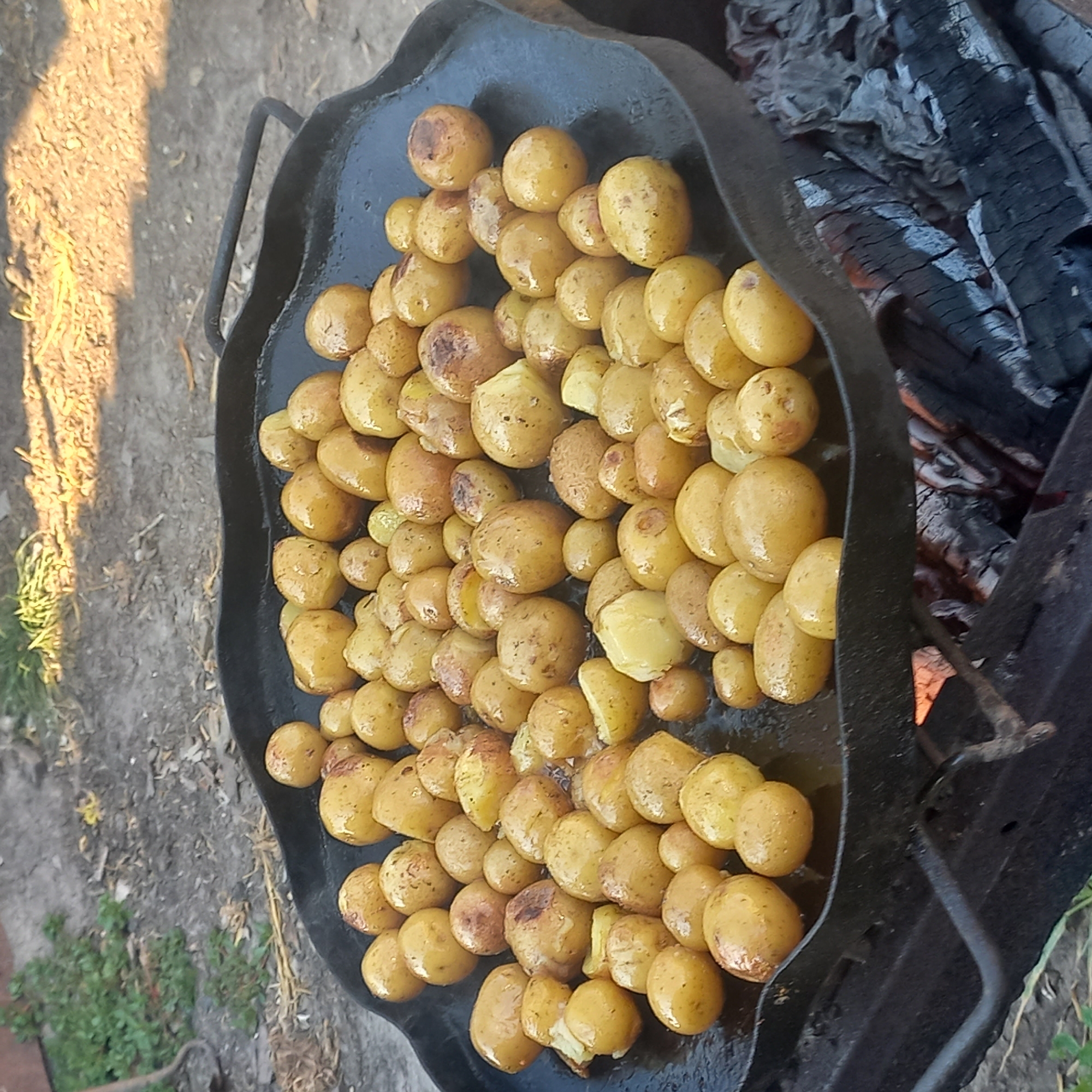 A close-up, eye-level shot shows small, whole, yellow potatoes cooking in a large, black, cast-iron skillet over an open fire. The skillet is round with a raised edge and two metal handles. The potatoes are clustered together, some appearing split open and slightly browned from the heat. The skillet rests on a bed of glowing red coals and dark ash. In the background, dry earth and some green vegetation are visible. The scene appears to be outdoors in a rural or informal setting. The image does not contain any identifiable landmarks or indicators of its specific location within Klyntsi, Ukraine. There are no people visible in the image.
