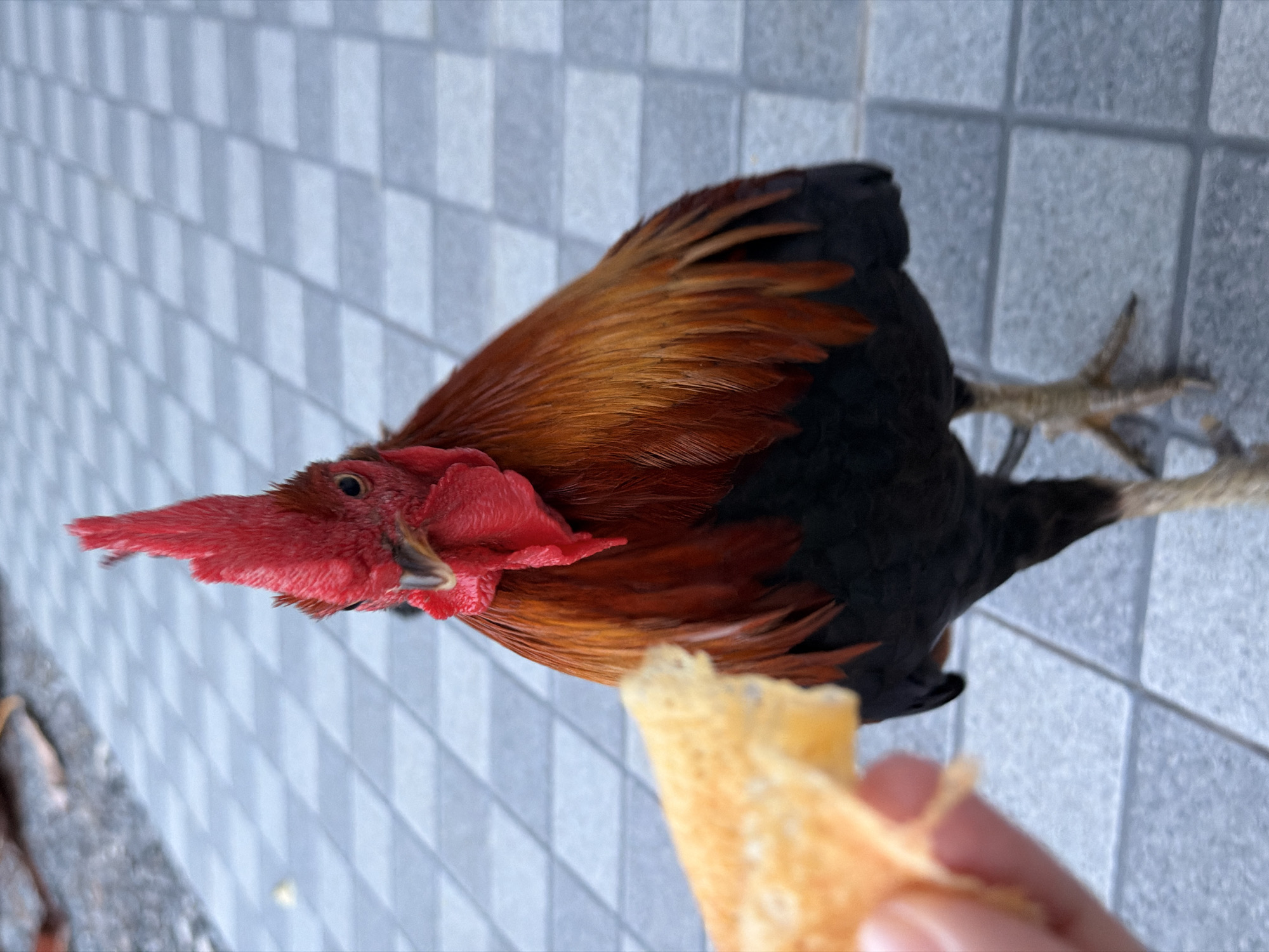 A rooster with bright red comb and wattles is standing on a gray tiled surface, looking at a piece of yellow food being held out by a hand. The rooster has reddish-brown and black feathers. The background shows more of the tiled surface and some out-of-focus leaves. The scene is outdoors in what appears to be a public space, possibly in the city of Ko Samui District, Thailand.