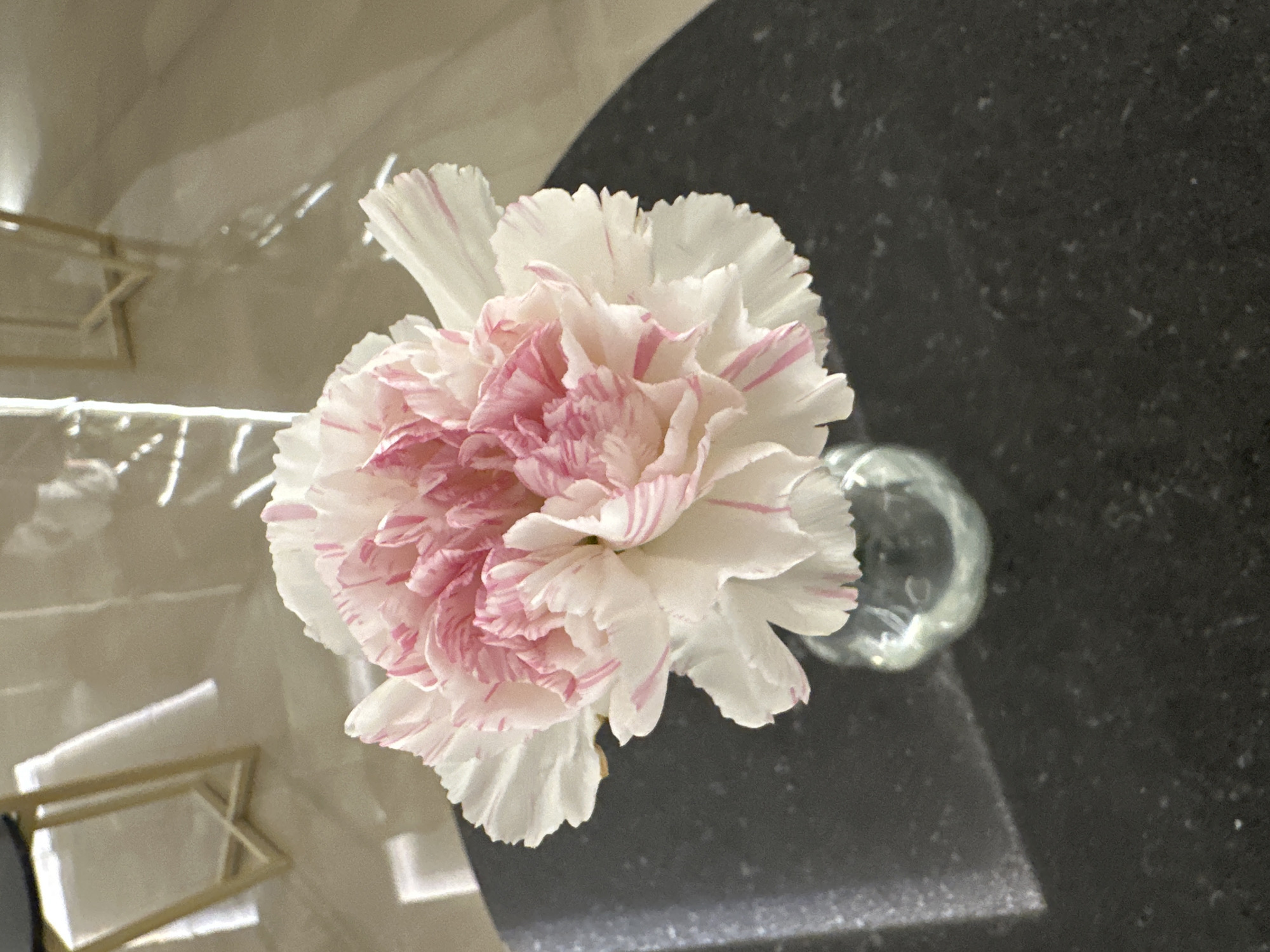 The image presents a close-up, top-down view of a single variegated carnation flower in a small, clear glass vase. The flower features white petals with striking irregular stripes and splashes of pink and reddish-pink, giving it a vibrant and ruffled appearance.
The flower and vase are positioned on a two-toned surface. To the right, the surface is dark, likely a black granite or speckled stone, exhibiting fine white flecks. To the left and behind the flower, the surface is lighter and highly reflective, possibly a polished light-colored tile or a smooth tabletop. This reflective surface catches natural light, manifesting as bright, elongated streaks, suggesting it is daytime. A golden-colored, geometric decorative object, possibly part of a furniture piece or a small stand, is reflected in the lighter surface, visible in the upper-left quadrant of the image.
The small glass vase has a rounded or spherical base, subtly reflecting light. The scene is an indoor still life, emphasizing the delicate details of the flower against the contrasting textures and reflections of the surfaces. No specific activity is taking place. There is no visible text in the image. The image itself does not contain any specific visual cues to indicate the location as Kazanlak, Bulgaria, beyond being an interior setting.