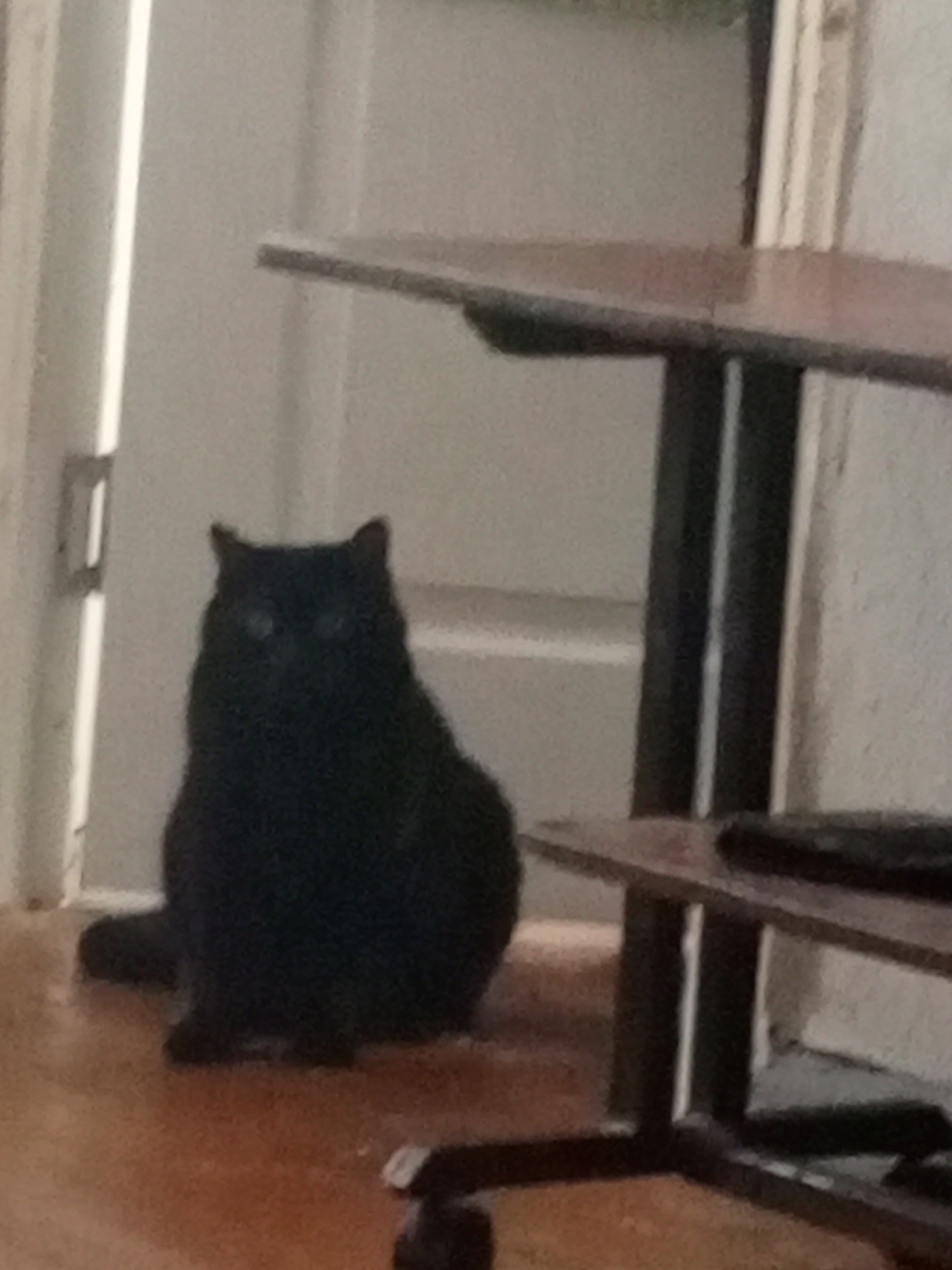 A black cat sits on a wooden floor near a partially open white door. A two-tiered desk with a dark surface is in the foreground. The cat is facing forward with its eyes visible. The location is unknown and there is no evidence of it being in Chaikovsky, Russia.