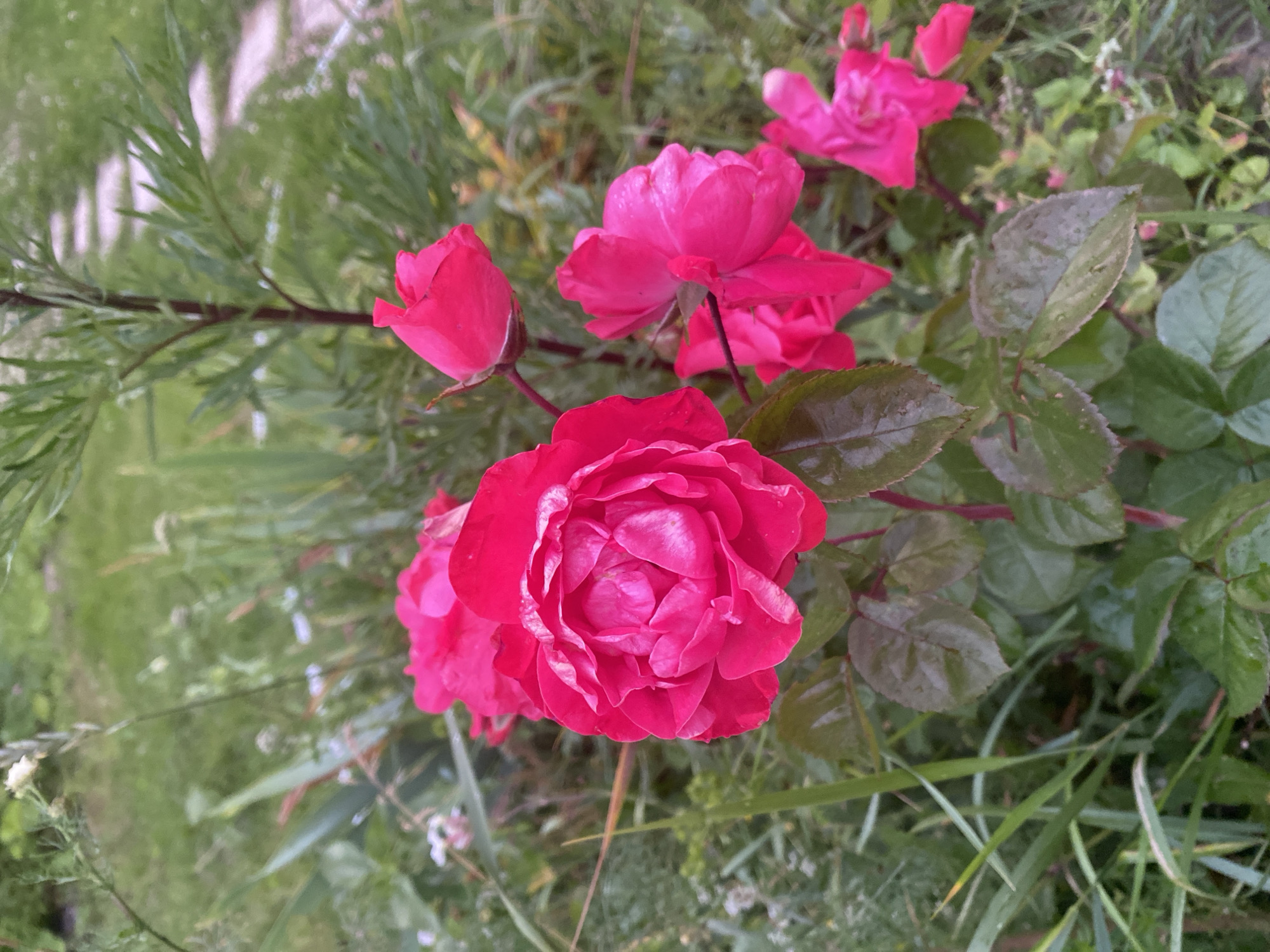 In the city of Lindo-Pustyn' (Kantaurovskii S/S), Russia, a close-up, ground-level shot captures a cluster of vibrant fuchsia roses in a garden setting. The main rose, positioned in the center, is fully bloomed and slightly damp, with intricate petal formations showing hints of lighter pink. To its right, several smaller, unopened buds and partially opened roses echo the same fuchsia hue. The plants are surrounded by lush green foliage and blades of grass, some of which also appear to be wet, suggesting recent rain or dew. In the background, a blurred pathway of light-colored stones winds through the greenery, hinting at a well-maintained garden. The lighting is soft and diffused, typical of an overcast day or early morning.
