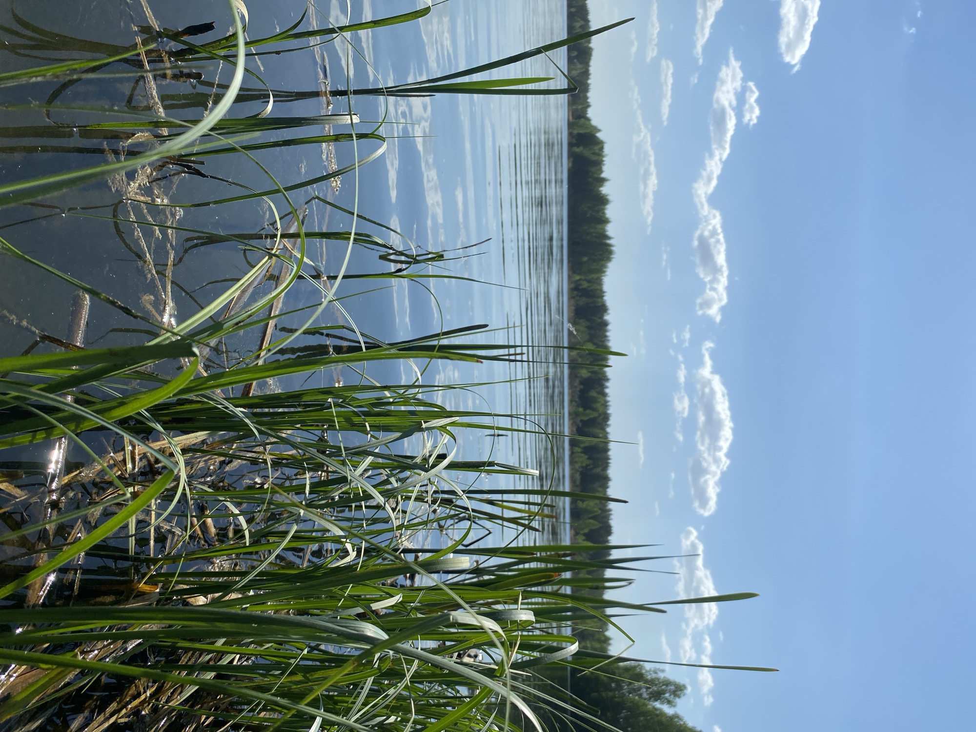 The image captures a scene at the edge of a body of water, likely a lake or river, in Novyi, Russia. The foreground is dominated by tall green grasses and reeds growing along the shoreline. Some submerged vegetation is visible in the water. The water surface reflects the sky, showing light ripples. Beyond the water is a line of trees, suggesting a forest or wooded area on the opposite shore. The sky is blue with scattered white clouds.