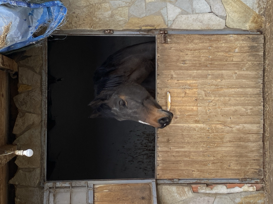 A dark brown horse, featuring a prominent white blaze on its nose, is depicted peering out from a stable doorway in Vranje, Serbia. The horse's head and neck are visible above the closed lower half of a wooden, vertically planked stable door. Its gaze is directed slightly to the left of the frame. The stable interior behind the horse appears dark and unlit. The stable entrance is framed by irregular stone masonry, with wooden beams positioned above the door opening. An exposed, lit incandescent lightbulb hangs from a wire directly above the doorway to the left. To the upper right of the opening, a torn blue tarp filled with what appears to be hay or straw is affixed. The ground immediately in front of the stable door consists of packed earth or dirt.