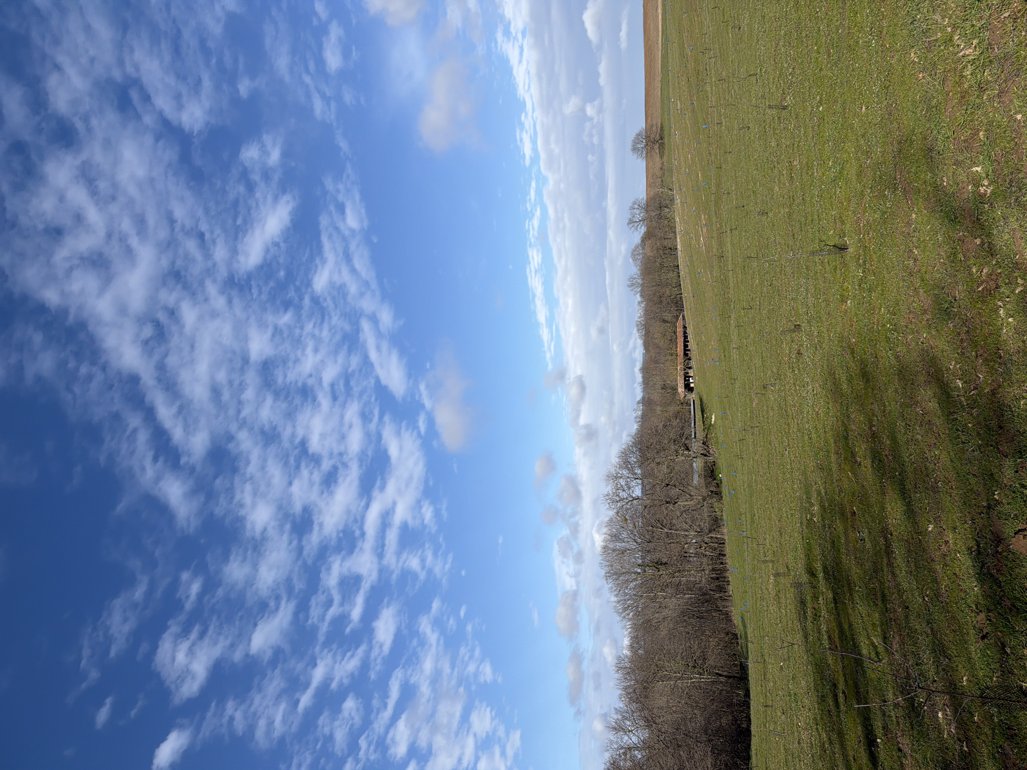 An outdoor wide shot in Priseltsi, Bulgaria, captures a verdant landscape under a bright blue sky partially covered by scattered white stratocumulus clouds. The foreground and midground feature a large, gently sloping green field with short grass, across which numerous young saplings are planted, many protected by light blue plastic tree guards or mesh cylinders. Long, indistinct shadows extend from the left across the lower field. In the midground, a dense line of leafless deciduous trees forms a backdrop. Behind these trees and slightly to the right of the image center, a low-slung building with a distinct red-tiled roof and light-colored walls is partially visible, suggesting an agricultural structure. Further in the background, the terrain rises to reveal a cultivated brown field or bare earth, under a horizon line marked by distant, muted green fields. No individuals or animals are present.