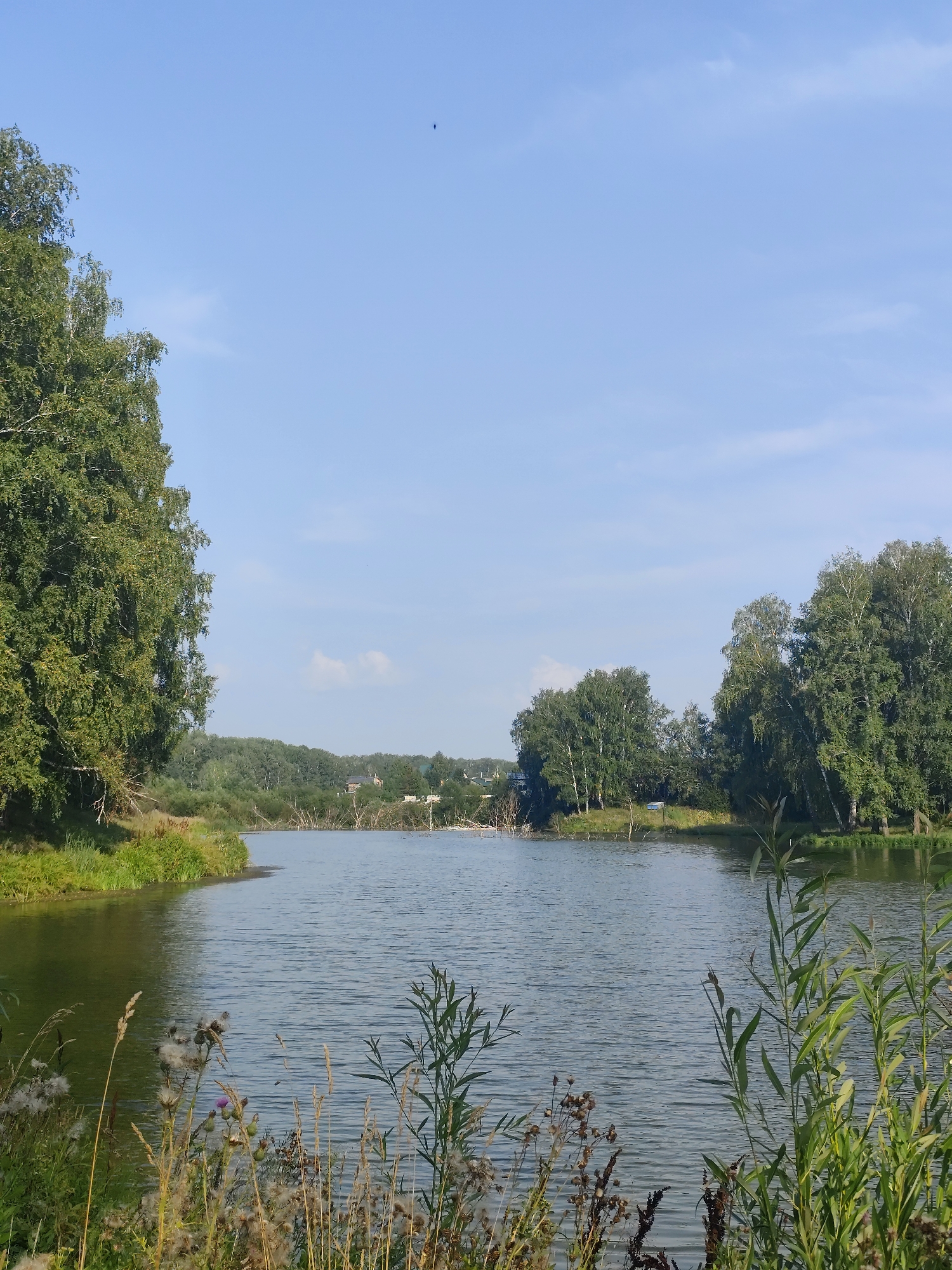 A wide shot captures a tranquil scene on a body of water, likely a lake or slow-moving river, in the village of Barlaksky, Russia. The sky is a clear, light blue with a few wispy clouds. On the left side of the frame, a large birch tree with lush green foliage dominates the foreground, its branches reaching towards the water. The water's surface is calm, reflecting the surrounding greenery and sky, with subtle ripples indicating a gentle breeze. The opposite bank is densely wooded, featuring more birch trees and other deciduous varieties. In the distance, glimpses of houses with dark roofs can be seen nestled amongst the trees, suggesting a small settlement. The foreground on the right side of the image is filled with tall, green reeds and some dried, feathery plants, adding a wild, natural element to the composition. A few leafless, skeletal branches protrude from the water in the midground, creating an almost artistic contrast with the vibrant life surrounding them. The overall atmosphere is one of peaceful natural beauty and rural tranquility.