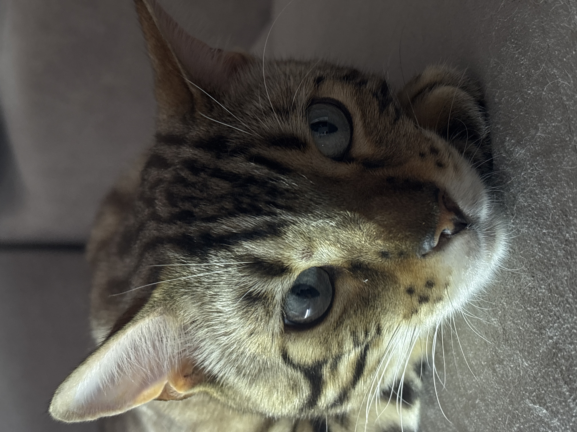 A close-up, eye-level, indoor shot features a Bengal cat resting on a textured, grey surface that appears to be furniture, likely a couch, in Noviy, Russia. The cat is a tabby with brown and black stripes. Its face is the primary subject, with its eyes open and looking forward, showcasing its blue-grey irises. The cat's head is tilted slightly, and its left paw is tucked under its chin. The background is blurred and dark, creating a shallow depth of field that emphasizes the cat. The lighting appears to be natural, casting a shadow on the right side of the cat's face. The environment suggests a domestic setting.