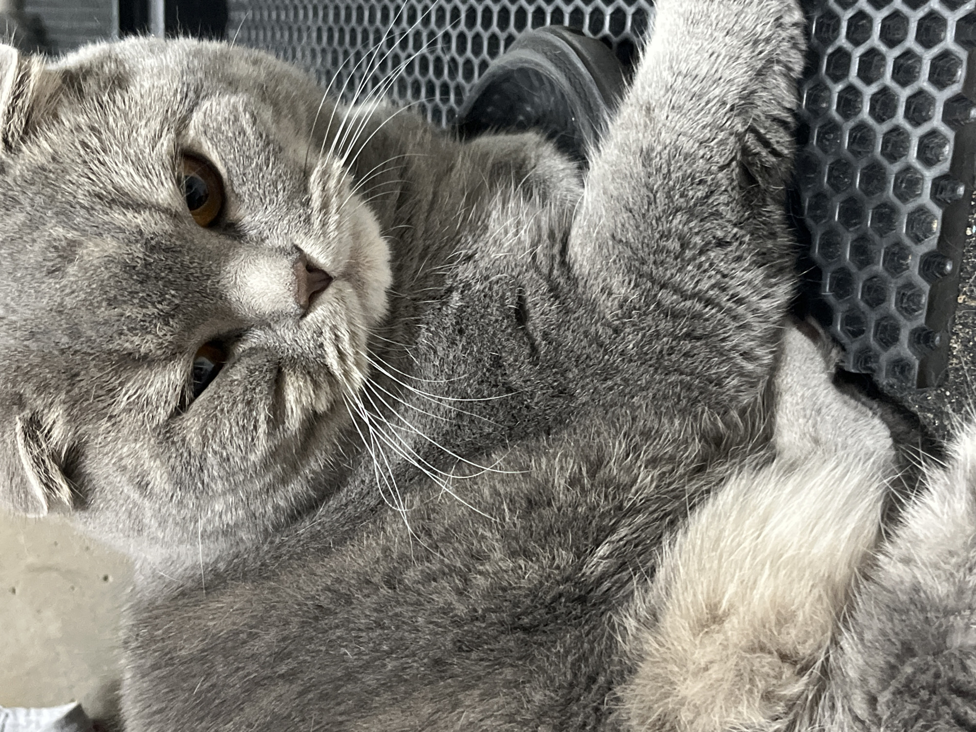 The image shows a close-up of a gray Scottish Fold cat lying on its back. The cat's face is partially visible with amber eyes, a pink nose, and white whiskers. The cat is resting on a black honeycomb-patterned grate. The location is unknown and there is no indication the image was taken in the city of Chaikovsky, Russia.