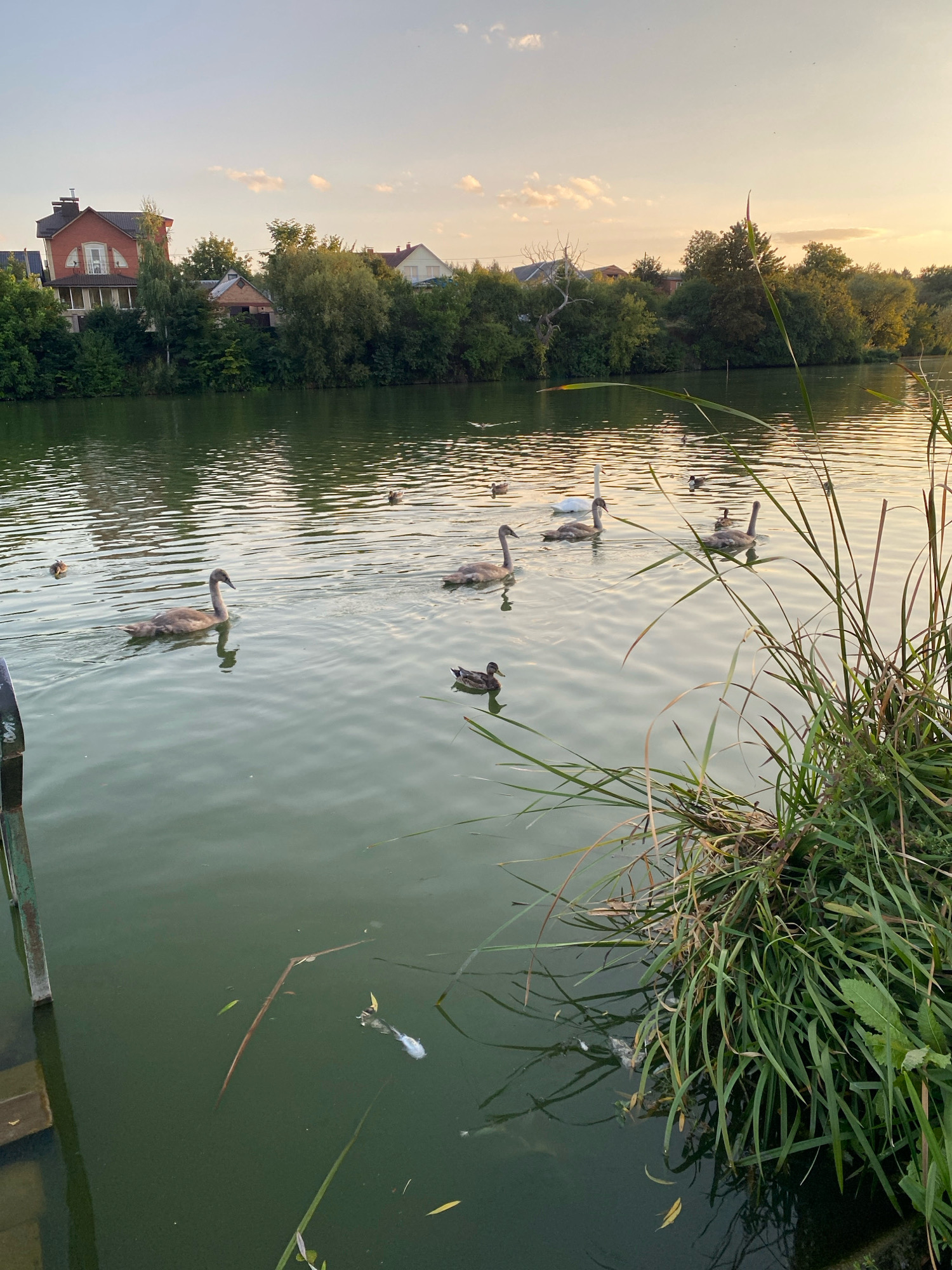 The image depicts a body of water, likely a river or lake, with several young swans and adult ducks swimming. The water is calm, with ripples reflecting the sky and surrounding vegetation. On the far bank, a line of trees and houses is visible. The sky is partly cloudy, with the warm hues of sunset suggesting late afternoon or early evening. The foreground features tall grass and reeds growing along the water's edge. The scene appears to be a natural or semi-natural environment within or near a populated area. The presence of houses suggests a suburban or semi-rural location. No people are visible in the image.
