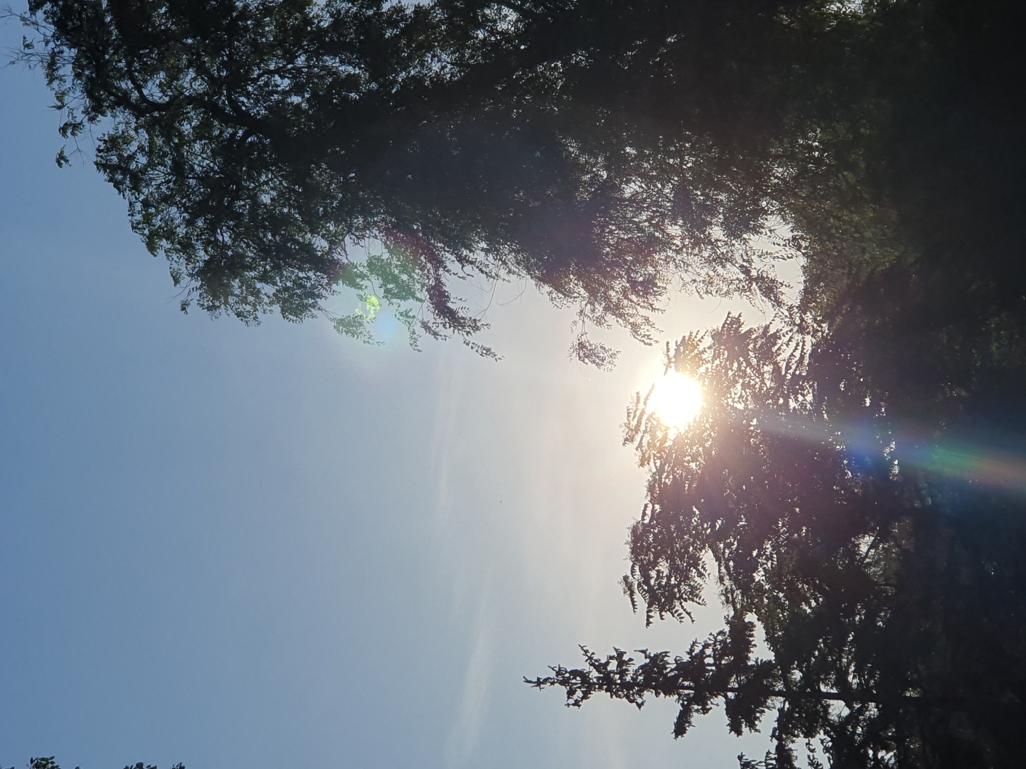 An outdoor, low-angle, full shot captures a bright, hazy sun shining through the silhouettes of several trees against a light blue sky. The sun is partially obscured by the leaves and branches of a large, dark green tree on the right side of the frame. A tall, dark green evergreen tree is visible on the left, with the top of its silhouette cut off by the frame. The sky is a pale blue with very faint, wispy clouds. The sun's rays create lens flare and light streaks throughout the image, appearing as bright white and colored blurs of light.