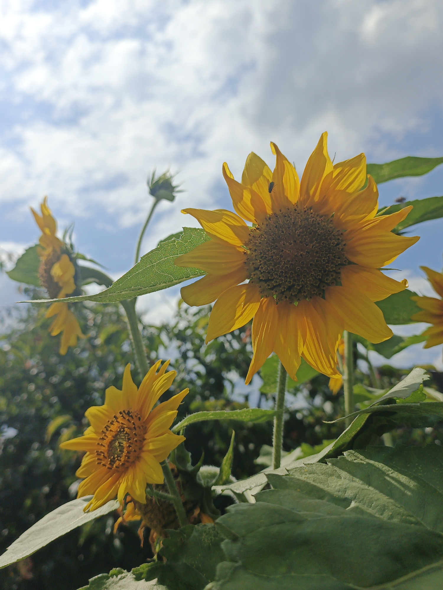 A low-angle, close-up shot captures a cluster of sunflowers against a bright, partially cloudy sky. The sunflowers are in various stages of bloom, with vibrant yellow petals radiating from their dark, seed-filled centers. In the foreground, a large, fuzzy green leaf dominates the lower portion of the frame, its veins clearly visible. To the right and slightly behind, a mature sunflower head is in sharp focus, its petals catching the sunlight. A small black insect can be seen resting on one of its petals. Further back, other sunflowers and buds are visible, some slightly out of focus, adding depth to the scene. The background consists of a blur of green foliage, suggesting a garden or natural setting. The sky above is a pale blue, dotted with fluffy white clouds, indicating it is daytime. This scene is located in the village of Medvedyovka, Russia.
