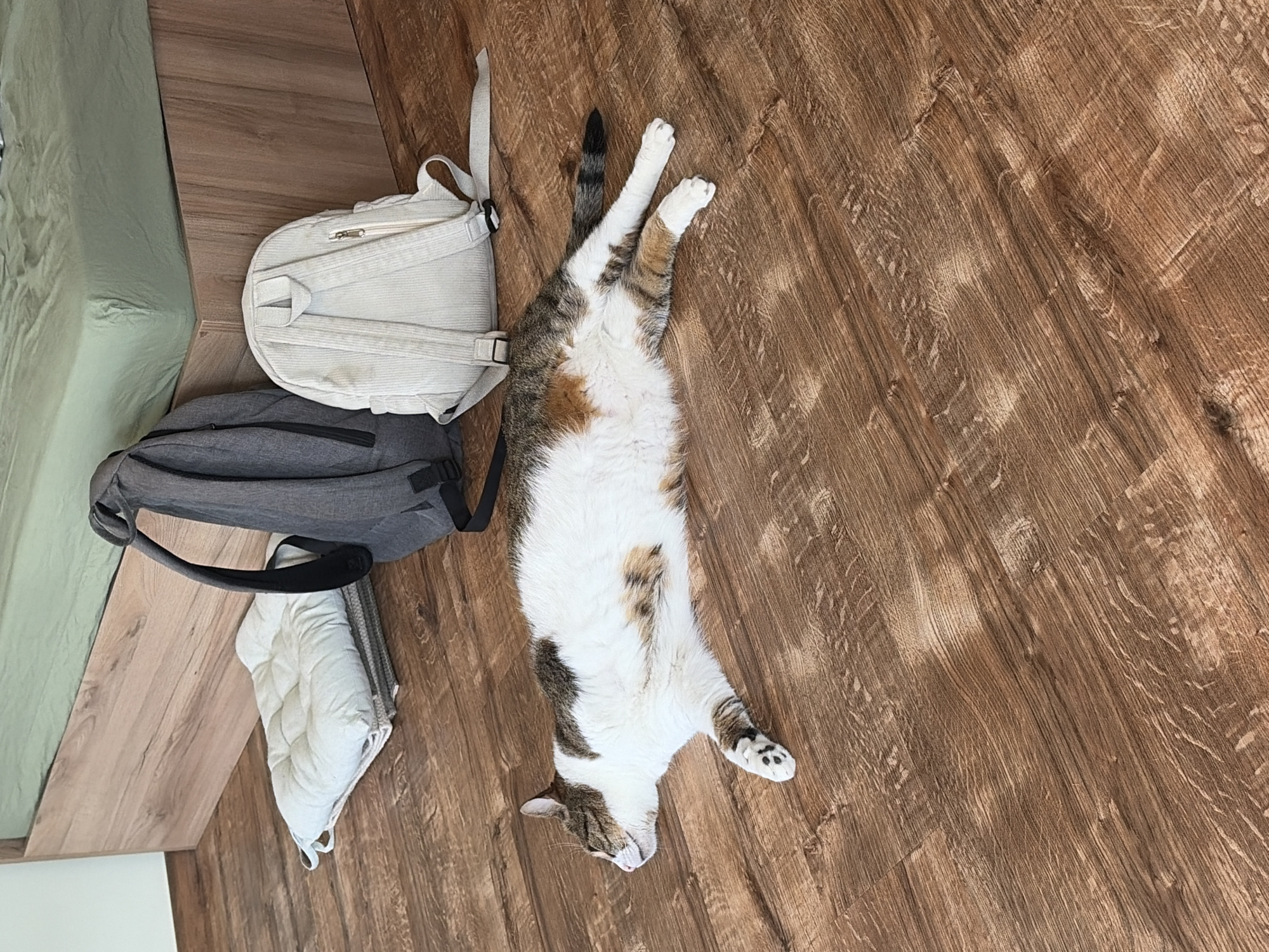A tabby and white cat is lying on its side on a wooden floor, with its eyes closed and its paws extended. The cat is positioned in the foreground of the image, and its body is stretched out from left to right. Behind the cat, to the left, is a stack of two square seat cushions. To the right of the cushions are two backpacks: a dark gray backpack with its straps visible, and a light-colored corduroy backpack behind it. In the background, a bed with a light green duvet is visible. The scene appears to be indoors, likely a bedroom.