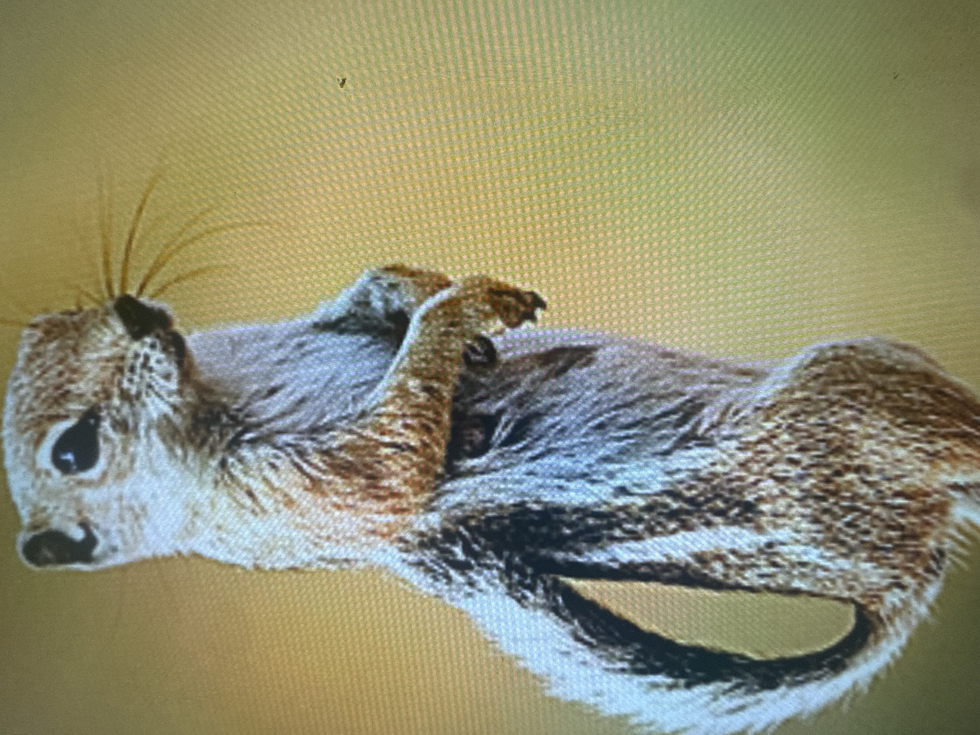 The image shows a close-up of a ground squirrel standing on its hind legs. The squirrel is facing the left, with its front paws clasped in front of its chest. Its fur is a mix of brown, gray, and white, with distinct stripes running down its back. The background is a soft, out-of-focus yellow-green, suggesting an outdoor, natural setting. There are no discernible buildings, people, or urban elements visible in the image, and therefore no connection to Dykivka, Ukraine can be made.