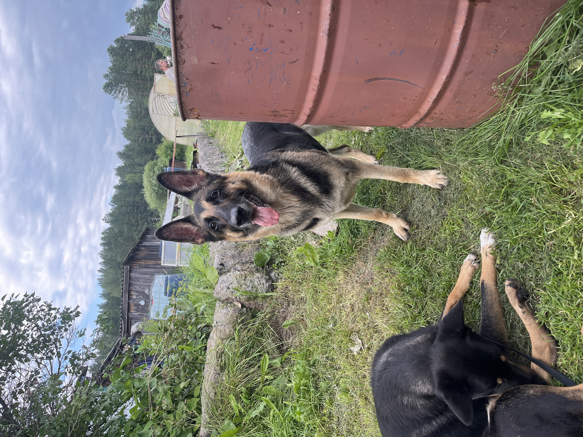 The image captures an outdoor scene, likely in a rural or suburban setting, with two dogs as the primary subjects. A German Shepherd stands in the center of the frame, looking towards the camera with its tongue hanging out. To the left, another dog, primarily black with tan markings, is lying down on the grass, partially obscuring another dog. In the background, several wooden structures, including what appears to be a barn or shed, are visible, along with dense green trees. A large, rust-colored barrel is positioned to the right of the German Shepherd. The ground is covered with grass, and there is evidence of a stone wall or structure behind the dogs. The sky is overcast with some patches of blue. The overall impression is that of a candid snapshot taken in a relatively unkempt outdoor area. There is no discernible information in the image to suggest the location is specifically Nizhny Tagil, Russia.