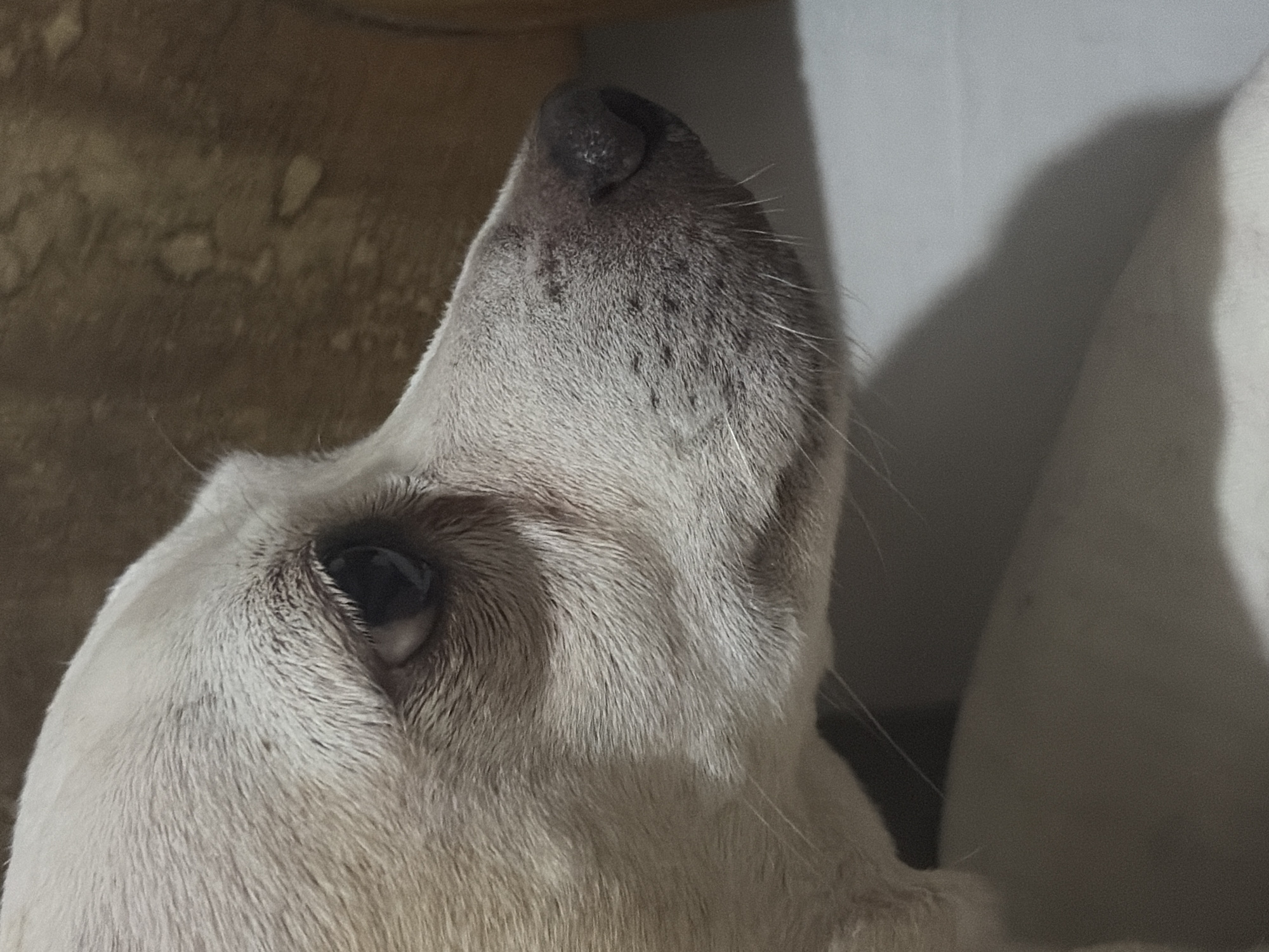 The image is a close-up of a white dog's head, focusing on the snout and eye. The dog's nose is dark and speckled. The fur is short and white. The dog's eye is dark and appears to be looking upwards. The background is blurry and indistinct, with some lighter and darker areas, possibly suggesting a wall or other object. The location, Ciudad Guayana, Venezuela, is not discernible from the image. There are no people visible, and the dog is the only subject.