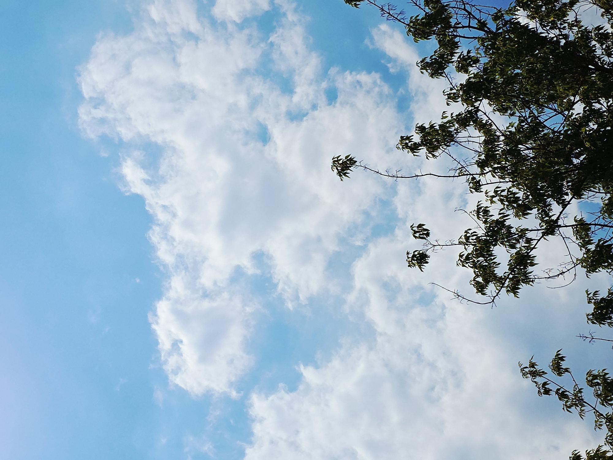 The image displays an upward view of a blue sky filled with white clouds, partially framed by the dark silhouette of tree branches and leaves. The sky, which occupies the majority of the frame, shows a gradient from a lighter, almost pastel blue in the lower left corner to a slightly deeper blue towards the top and right. Various white clouds, ranging from soft, wispy formations to more dense, cumulus-like structures, are scattered across the sky.
In the upper right section, and extending along the top and right edges of the frame, are numerous dark green tree branches adorned with leaves. These branches are primarily seen in silhouette against the bright sky, creating a strong contrast. Some individual leaves catch the light, revealing their green color, while others are submerged in shadow. The branches are thin and appear to belong to a leafy tree.
The scene captures a serene outdoor environment during what appears to be a bright daytime. There is no specific activity taking place, nor are there any people or man-made objects visible. The lighting suggests a clear day, with the sun casting the tree branches into partial shadow. No text is visible in the image. The location is an unidentifiable natural setting.