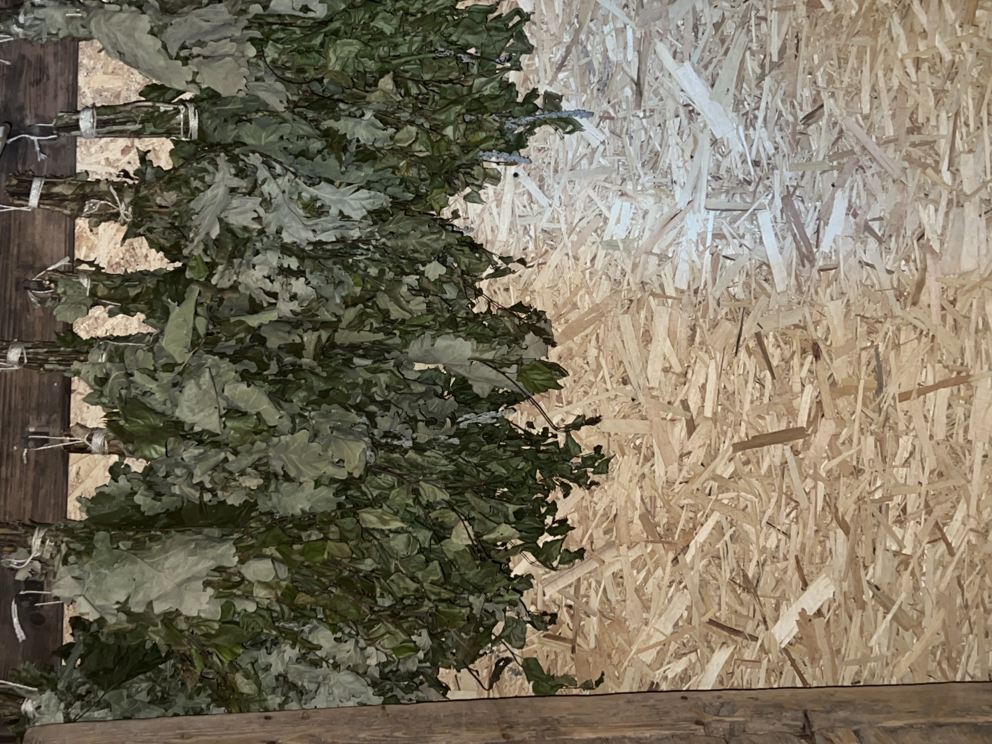 In Norviliškės, Lithuania, a close-up, eye-level shot captures bundles of dried oak branches hanging from a wooden beam. The branches, intended for use as bath whisks (veniks), are densely packed with leaves in various shades of green and brown, suggesting they are dried or partially dried. Some branches are tied with white twine. Below the hanging branches, the wall is constructed of oriented strand board (OSB), a wood composite material composed of wood strands or wafers glued together. The OSB is light brown and has a textured, irregular surface due to the composition of the wood fragments. The lighting appears to be ambient, casting soft shadows. No people are visible in the image, and no specific actions are taking place. The scene suggests a preparation or storage area, possibly within a sauna or a related facility.
