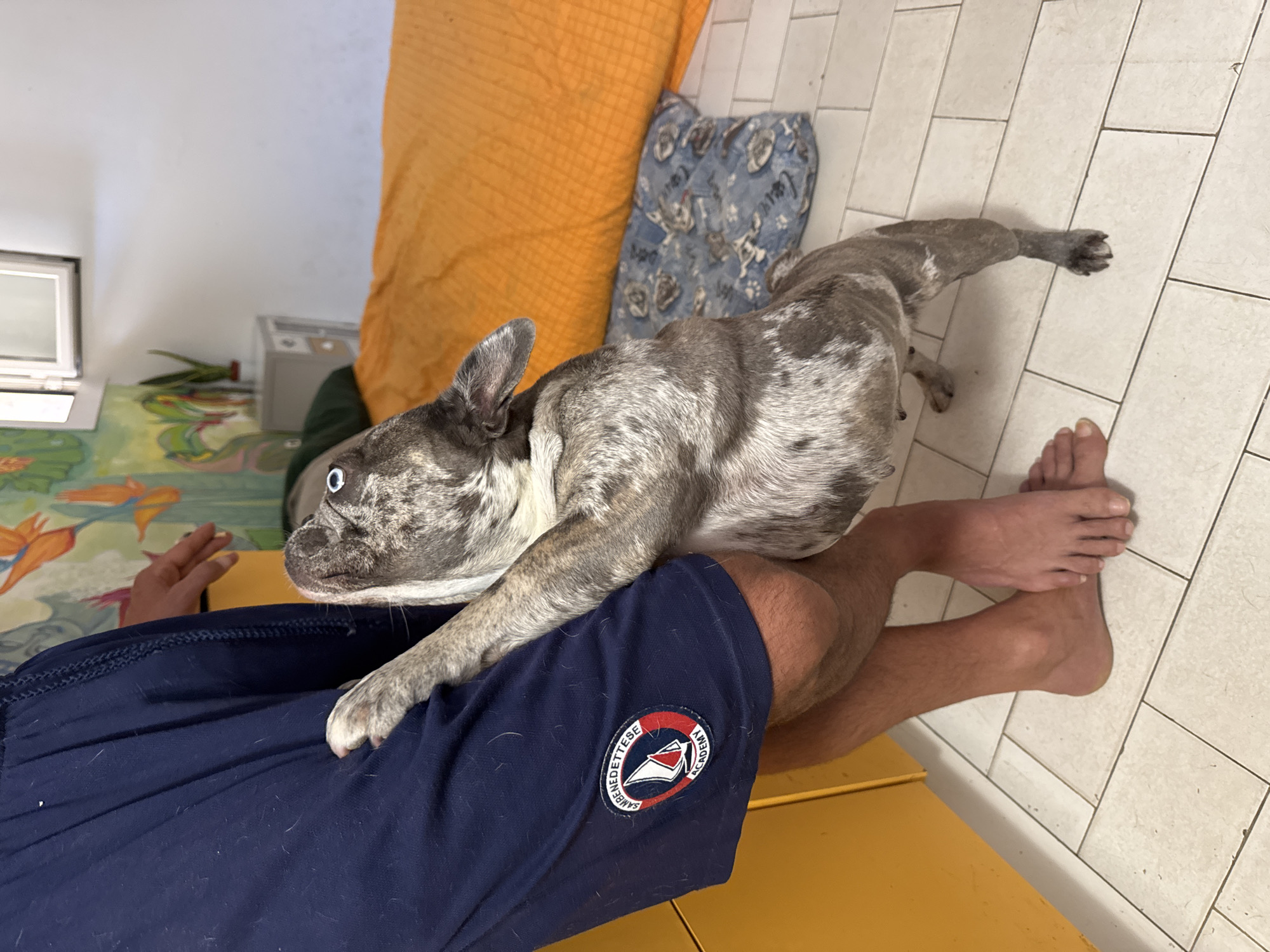 In San Benedetto del Tronto, Italy, a dog, likely a French bulldog with brindle and white markings and blue eyes, is shown reaching up to embrace a person's legs. The dog's paws are resting on dark blue shorts that feature a patch with a sailboat and the words "San Benedettese Academy." The person's bare legs and feet are visible, with their legs crossed. The setting appears to be an indoor room with a tiled floor, a yellow cabinet on the left, and an orange bed with a blue patterned blanket on it in the background. The wall behind the bed has a colorful mural of tropical flowers and plants. A small bedside table with a plant is also visible. The lighting suggests it is daytime.