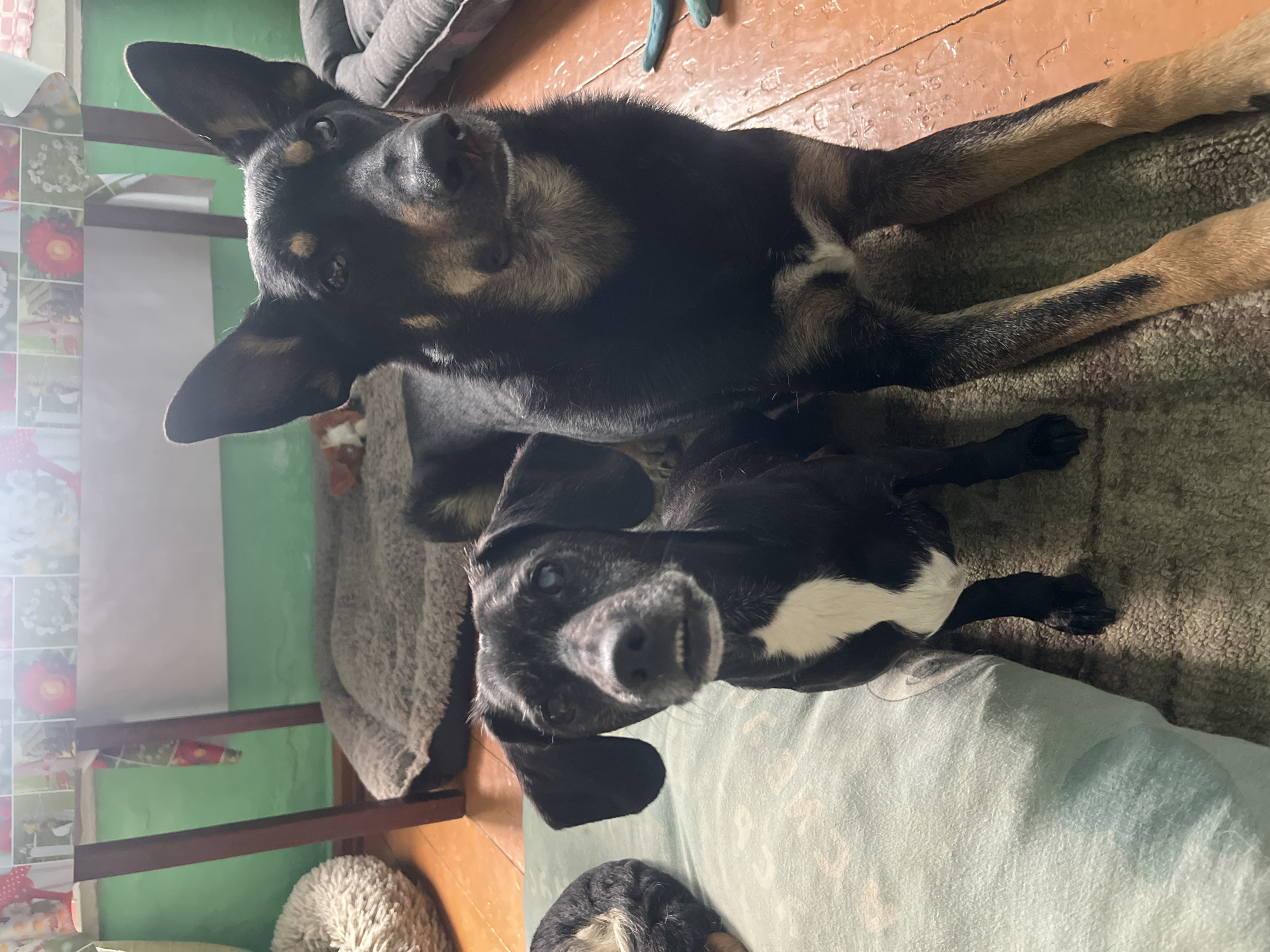 The original image is oriented sideways, appearing rotated 90 degrees counter-clockwise. It depicts two dogs in an indoor home environment.
The primary subject is a larger dog, black and tan with prominent pointed ears, lying on a light-colored, textured rug. It has the appearance of a German Shepherd mix. Its head is lifted, and it looks directly at the camera with an alert and curious expression. Its fur shows distinct black and tan markings, especially around its muzzle, eyes, and on its legs. The rug it lies on rests on a worn wooden floor.
Positioned in front and slightly below the larger dog is a smaller, black dog with distinctive white markings on its chest and neck. This dog also looks towards the camera, with a slightly open mouth revealing its teeth. Its ears are floppy, and its eyes appear somewhat cloudy or bluish. It is resting on a light blue, soft fabric surface, likely a blanket or cushion.
The background elements suggest a lived-in domestic space. A green painted wall is visible, along with a section of patterned wallpaper or contact paper above a dark wooden furniture piece. A fluffy, light-colored dog bed is partially visible in the lower left of the frame. The lighting suggests it is daytime. Both dogs appear calm and attentive. There is no visible text in the image.