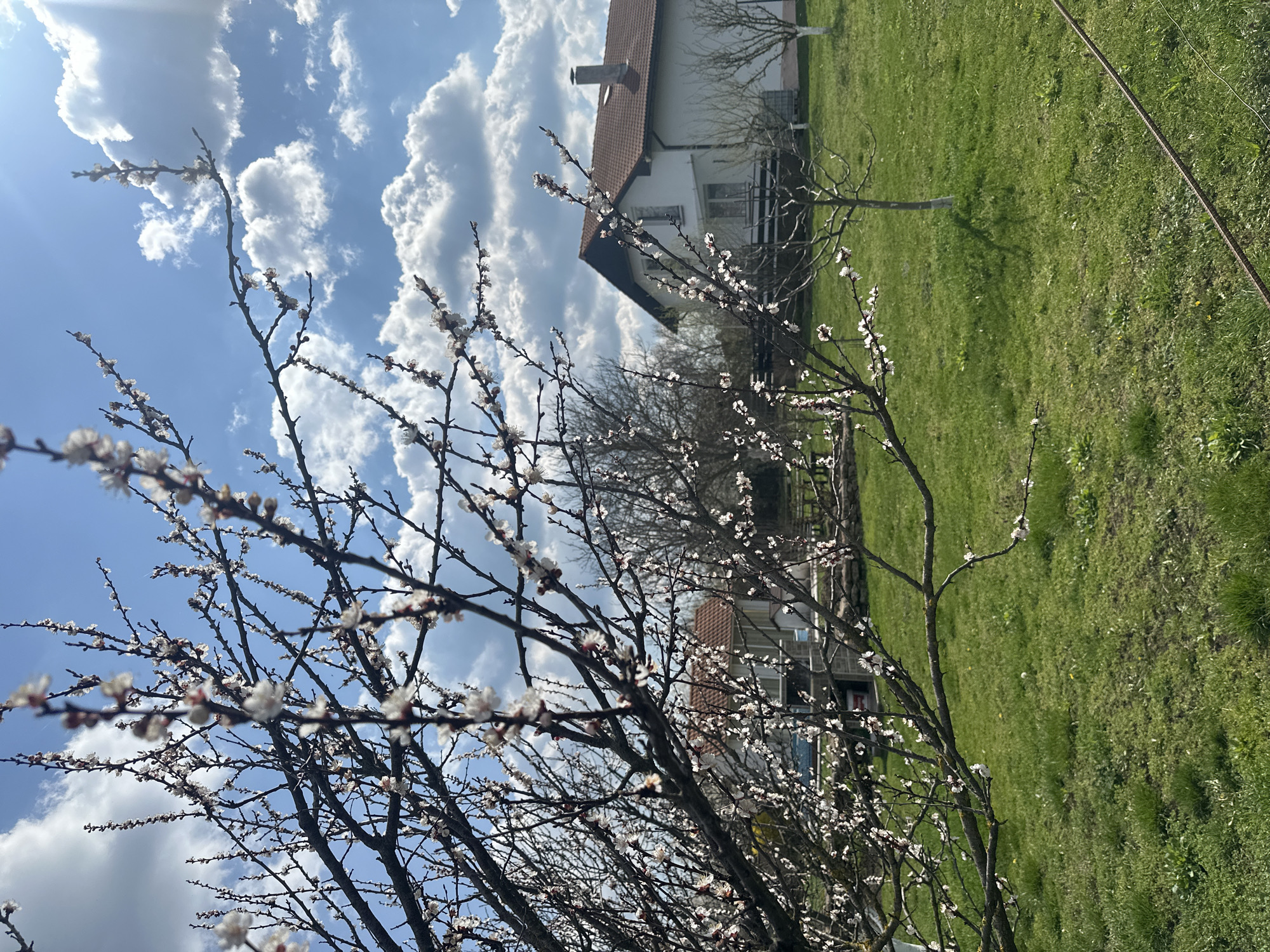 The image shows a blossoming tree in the foreground with a house and green lawn in the background. The sky is blue with fluffy white clouds. The location is likely in a rural or suburban area, potentially in Balkantsi, Bulgaria, given the prompt context. There are no people visible. The focus is on the tree's blossoms, suggesting a spring setting. The house is white with a brown tile roof. The lawn is green and appears well-maintained.