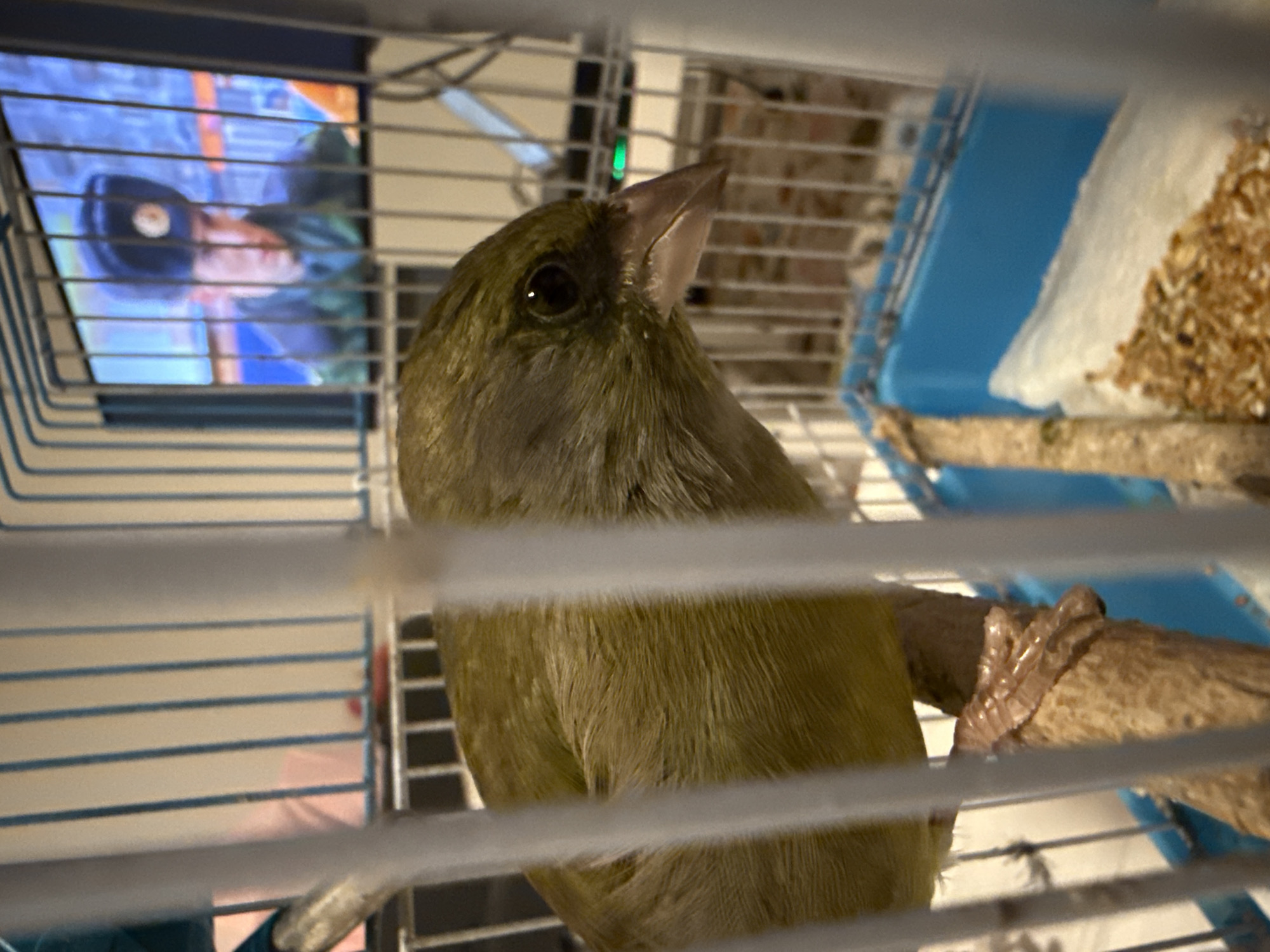 The media file presents a close-up, slightly tilted view of a small, greenish-brown bird, likely a finch or similar caged bird, perched inside its cage. The bird is the primary subject, positioned in the mid-ground with its head angled upwards and to the right, showcasing one dark eye and its pointed beak. Its plumage appears dense and soft. It is gripping a natural wooden perch with its visible foot.
The bird is enclosed within a cage, indicated by the horizontal and vertical bars that crisscross the frame, creating a grid effect. In the blurred background to the left, a television screen is visible through the cage bars, displaying what appears to be a person wearing a dark headset or cap, presumably engaged with content on the screen. A small, bright green LED indicator light can also be seen above and behind the bird's head. To the right within the cage, a blue plastic dish holding seeds or other bird food is partially visible.
The scene is set indoors, likely within a home environment, given the presence of a pet bird in a cage and a television. The lighting suggests an artificial indoor setting, possibly evening or night, with the television screen being a prominent light source. The bird appears calm and observant, looking upwards. No specific visual cues identify the location as Zagreb, Croatia, within the image itself. There is no visible text in the image.