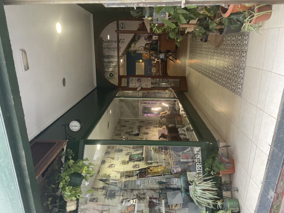 This image captures a view into a small storefront, likely a bookstore, from a covered outdoor or semi-enclosed walkway. The scene is set in what appears to be a pedestrian arcade or similar public space, possibly in Mérida, Spain, given the context.
The passageway leading to the shop has a clean, tiled floor. The central part features a long runner of white and grey patterned tiles, flanked by plain light-colored square tiles. The walls and ceiling of the walkway are white, with overhead light fixtures providing illumination.
The shop itself has a dark green facade and a large glass display window that offers a clear view of its interior. Visible through the glass, the shop is filled with books, arranged on shelves and in stacks. A prominent display within the window includes a tall giraffe statue, other decorative items, and potted plants. The word "LIBRERIA" (Spanish for 'bookstore') is prominently displayed in white lettering across the top of the shop's window. Other visible text includes "EDELVIVES" and "BLASCO IBANEZ" on book covers.
Inside, the walls are decorated with a pattern featuring tropical foliage like palm trees. An arched wooden doorway at the back leads to another section of the store, which also appears to house bookshelves, wooden furniture, and more plants, contributing to a natural and inviting atmosphere. The interior lighting appears to be artificial, with some fixtures casting a slight purple hue.
On the left side of the shop's exterior, a round, white-faced clock with black hands is affixed to the green frame, showing a time close to 12:40. Below the clock, a hanging potted plant with vibrant green leaves adds to the greenery. Potted plants are also visible outside the shop near the base of the window. The overall impression is that of a charming and thoughtfully decorated bookstore or gift shop.