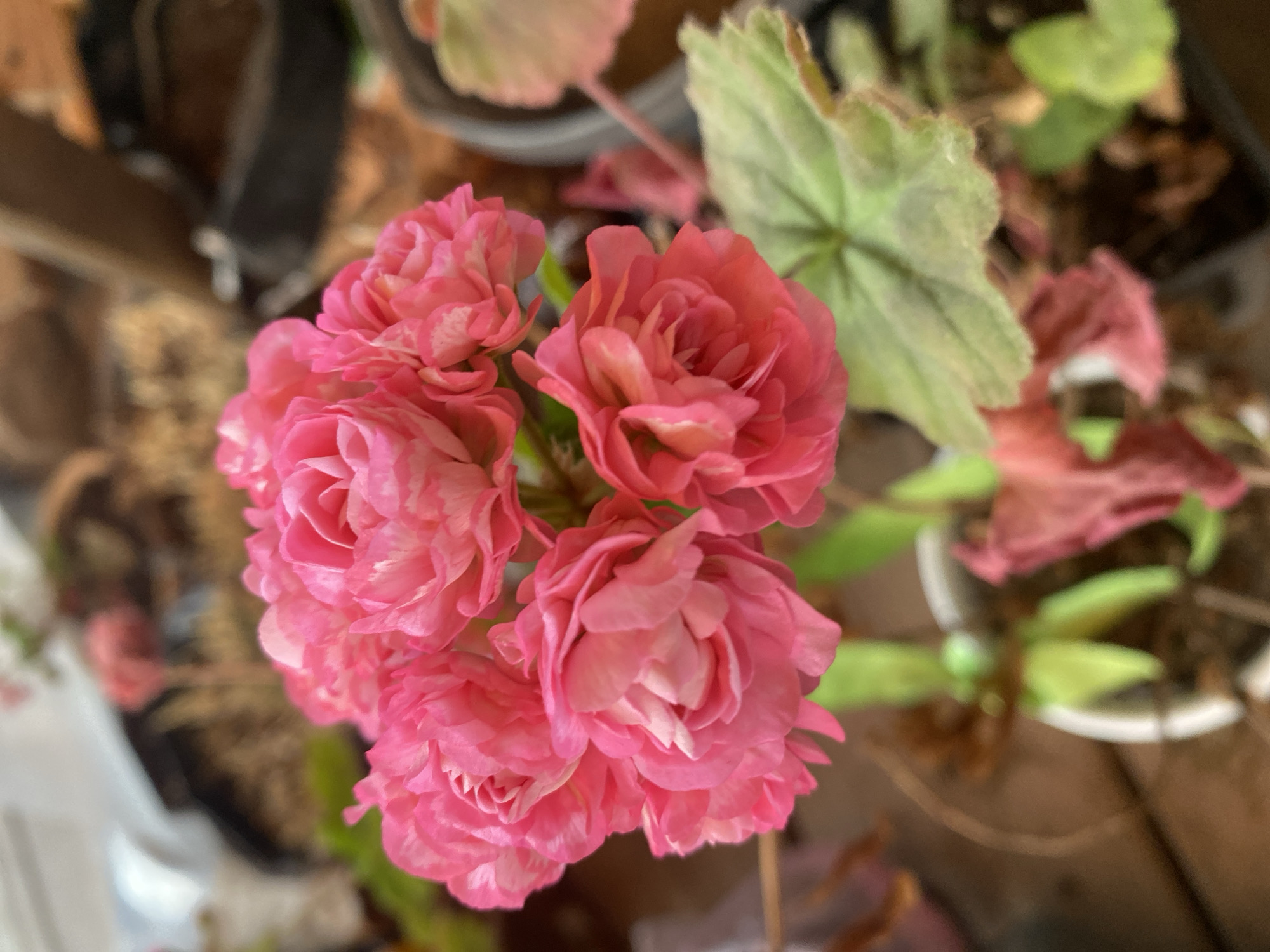 A close-up, slightly blurred shot focuses on a cluster of vibrant pink double blossoms, possibly geraniums. The flowers are arranged in a bouquet-like formation at the top of the image, with delicate petals showing variations in shade from bright pink to lighter pink and white streaks. A large, light green leaf with a textured surface and slightly brown edges is visible in the lower right of the frame, with a hint of another pink leaf below it. The background is a soft blur of earthy tones, suggesting an outdoor or greenhouse setting with plants in pots. The overall impression is one of delicate floral beauty, with the natural light enhancing the saturation of the colors. There is no indication of a specific location within Lindo-Pustyn' (Kantaurovskii S/S), Russia, or any people present.