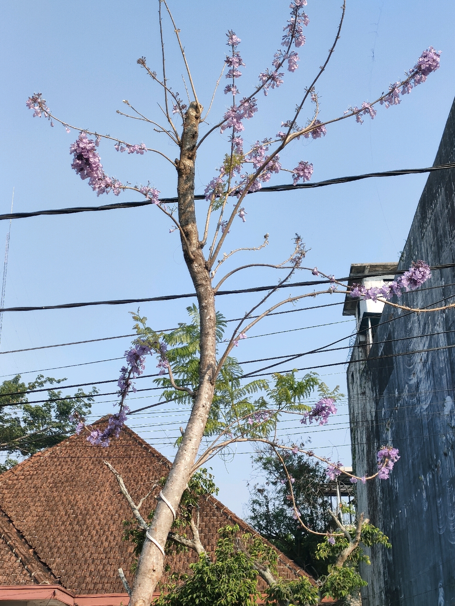 The image depicts a budding Jacaranda tree with purple flowers in bloom, set against a clear blue sky. The tree is positioned in an urban environment in Banjarmasin, Indonesia, with elements of the city visible in the background. To the left, a brown tiled roof of a house is prominent, suggesting a residential area. To the right, a portion of a dark-colored building with a textured facade rises, possibly a commercial or institutional structure. Several black electrical wires are strung horizontally across the frame, intersecting with the tree's branches, indicating the presence of urban infrastructure. The lighting suggests it is daytime, with soft shadows indicating the sun's position. No people are present in the scene, and the focus is on the natural element of the flowering tree within its urban context.