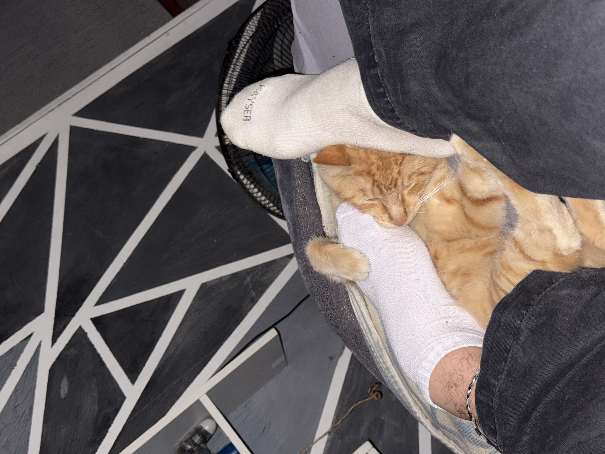 A close-up, high-angle shot depicts an orange tabby cat nestled between a person's legs. The person is wearing white socks and dark-colored jeans. The cat appears to be sleeping comfortably. A black fan is positioned near the person's legs. The floor is patterned with white lines against a dark background. No information in the image indicates this is in Arica, Chile.