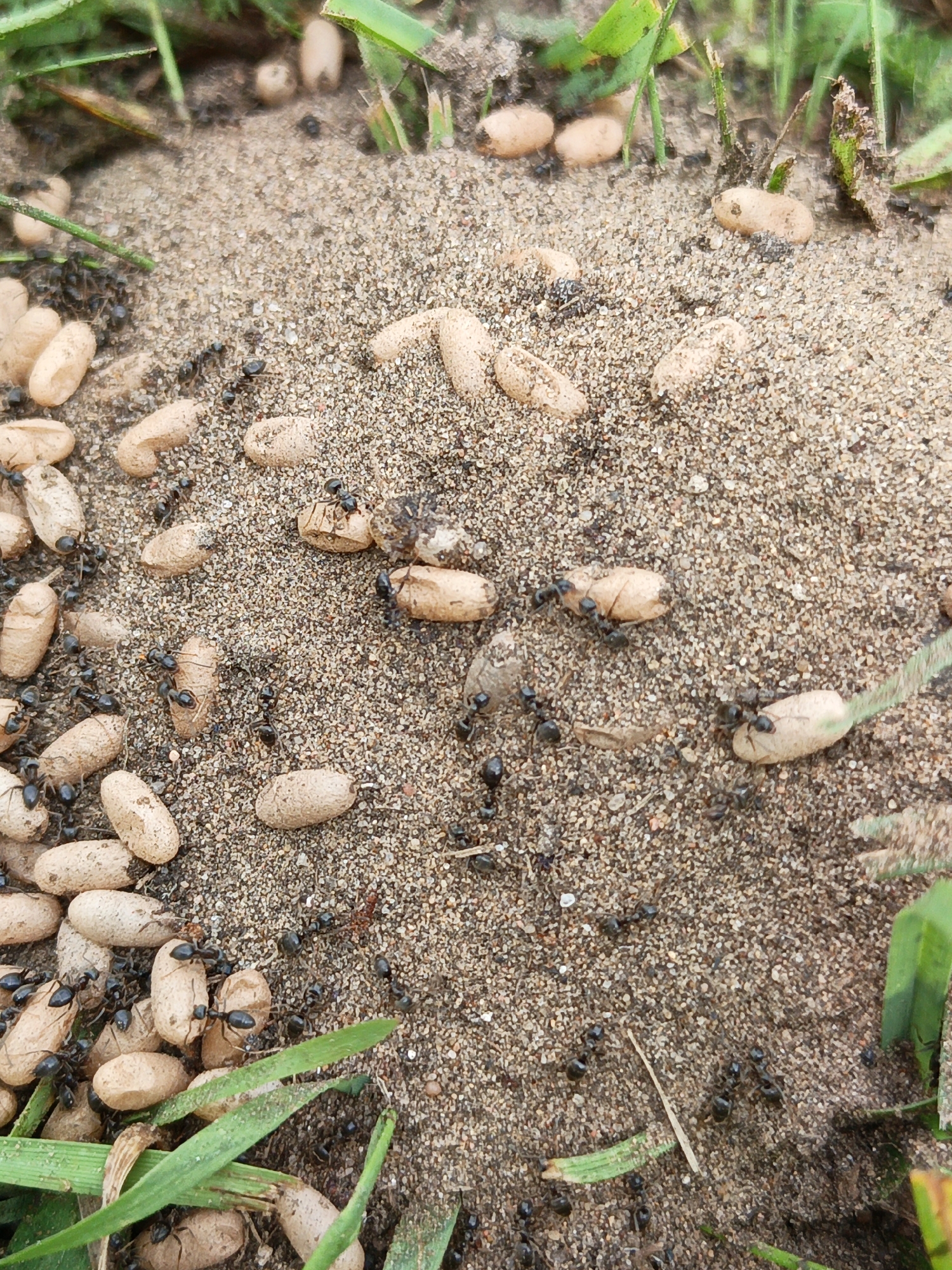 The image shows a close-up, overhead view of an ant colony on sandy soil, interspersed with blades of grass. Numerous ants, appearing black and shiny, are actively moving among a large collection of pale, oval-shaped ant pupae. Some pupae are clustered together, while others are scattered. A few ants are in direct contact with the pupae, suggesting they are carrying or tending to them. The environment is natural and appears to be an outdoor setting, possibly a garden or park. There is no indication of human presence, and the image focuses solely on the ants and their pupae. The location is identified as Лосева, Belarus.