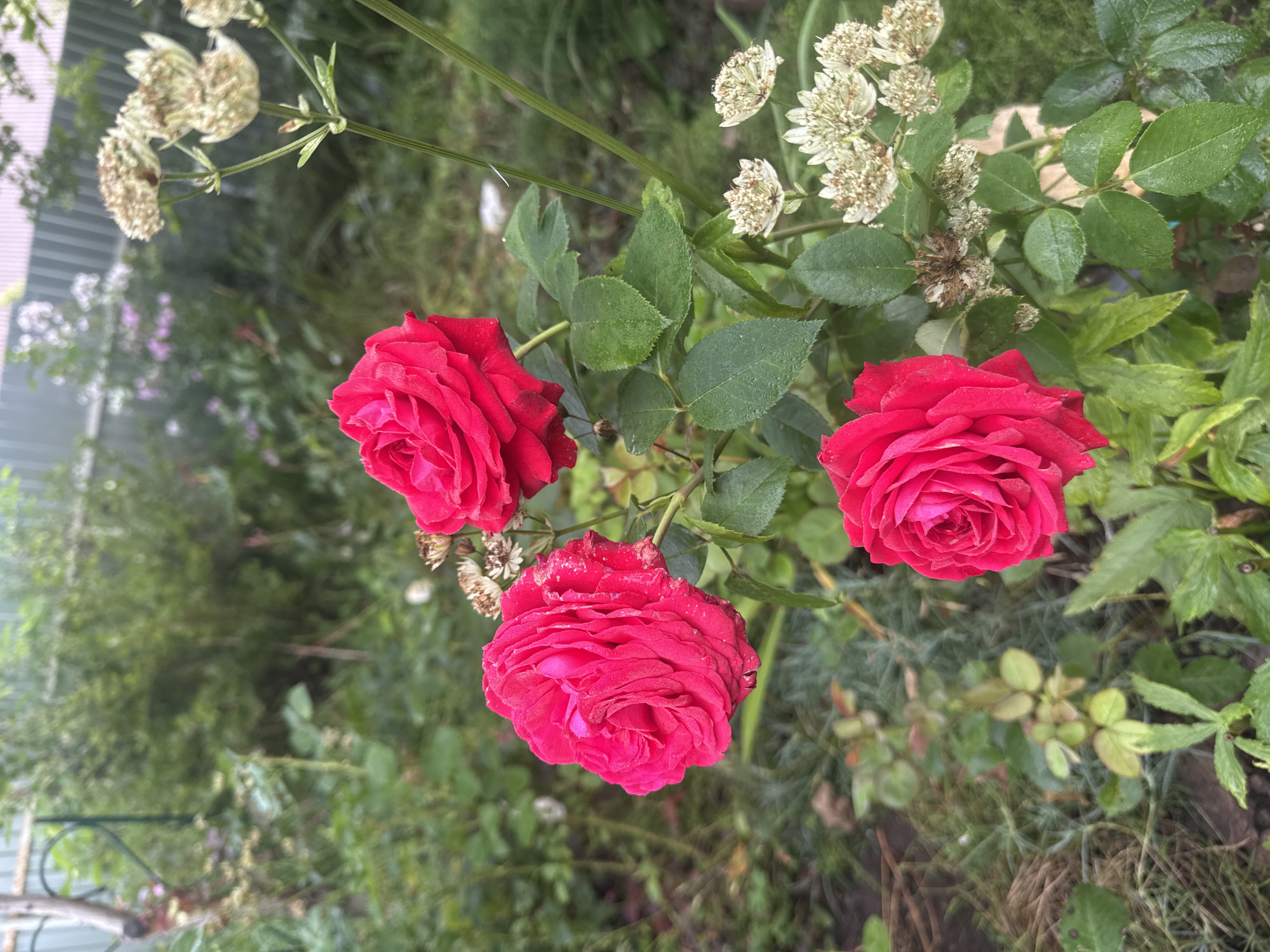 This is a medium-shot, eye-level photograph taken outdoors in a garden. Three vibrant red roses are the primary subjects, with one in the foreground on the bottom, one slightly behind and to the left, and a third partially visible on the top right. The roses have fully opened petals and appear healthy, with some dew drops visible on the petals of the rose in the lower center.
Surrounding the roses are lush green leaves, some of which also show dew. To the right of the roses, a cluster of small, dried, white flowers on slender stems is present. The background consists of a softly blurred garden setting with various green foliage and plants, and a light-colored fence can be seen in the far distance, suggesting a residential area. The overall lighting is natural and diffused, characteristic of an overcast or shaded day. The scene is likely located in Tikeevo, Russia, based on the provided context, and captures a moment of natural beauty in a garden environment.