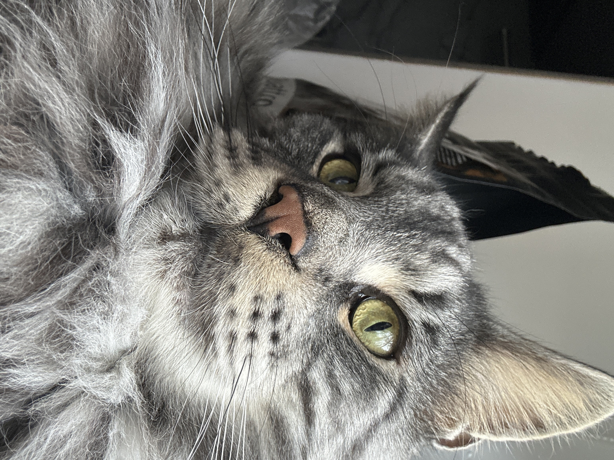 Close-up shot of a gray tabby cat with green eyes, looking at the camera. The cat has a pink nose, long white whiskers, and ear tufts. The background is a white and dark surface. There is no evidence that this photo was taken in Chaikovsky, Russia.