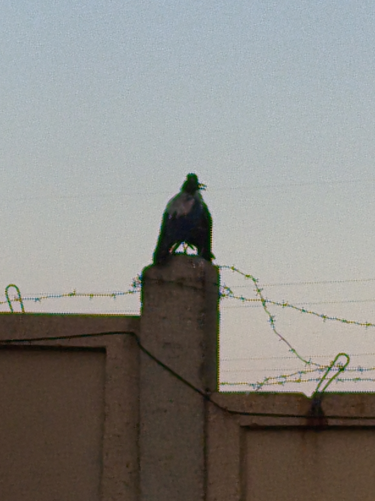 A dark bird, possibly a crow or raven, is perched on top of a concrete pillar. The pillar is topped with barbed wire, which extends across the frame of the image. The bird is hunched over and facing away from the viewer. In the background, the sky is a pale blue, and there is a hint of what appears to be a building or wall in the lower part of the image. The image is slightly blurry and grainy.