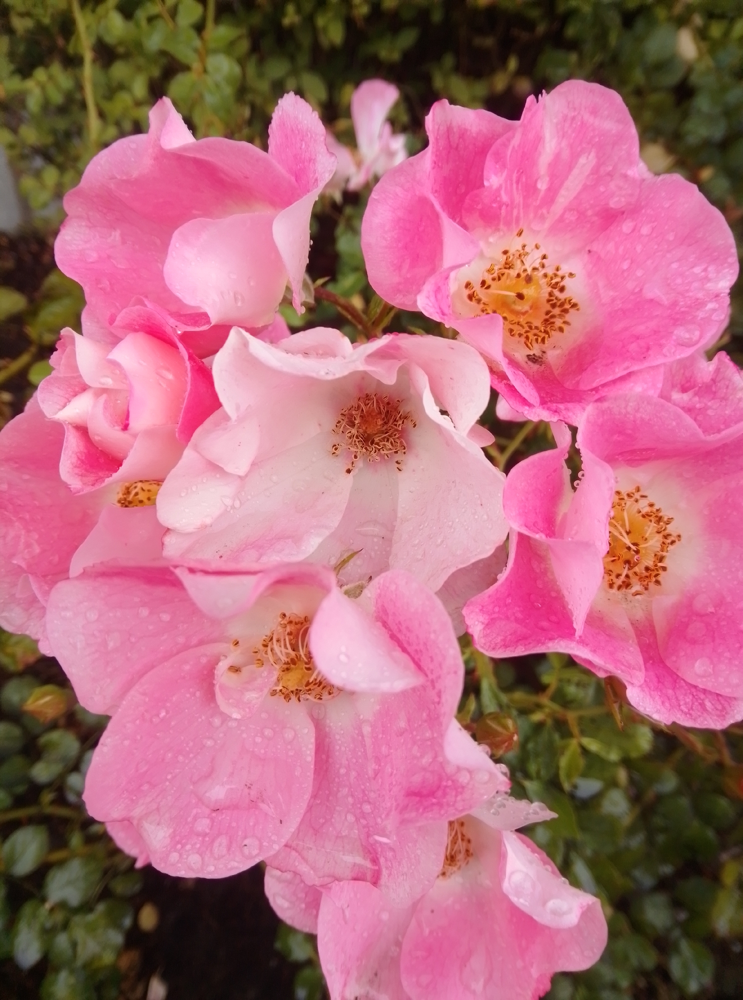 A close-up, eye-level shot captures a cluster of blooming pink roses. The flowers, some with water droplets on their petals, are the central focus, set against a blurred background of green foliage. The lighting is natural and appears to be overcast, as indicated by the soft shadows and diffused light on the petals. The image does not depict any people or specific landmarks in Hamburg, Germany.