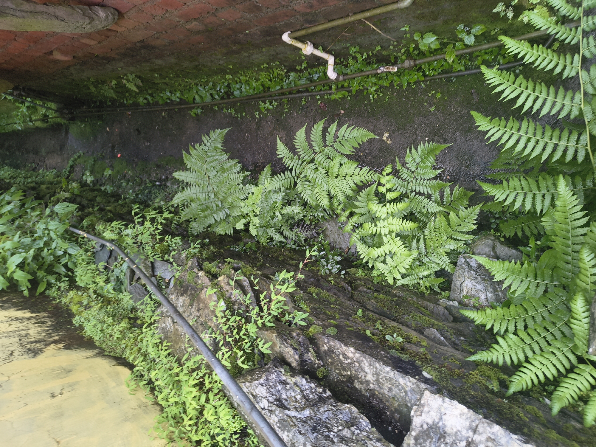 This is a high-angle shot looking down a narrow, overgrown pathway in Haini, India. The pathway is bordered on the left by a rough stone wall with moss and small green plants growing from its crevices, and a metal railing runs along its top. A yellow-painted wall, stained and weathered, is visible above the stone wall. On the right, the pathway is bordered by a red brick wall and a thin, metal pipe runs along the ground. The pathway itself is dark and appears to be made of compacted earth or gravel, with patches of green growth. Large, lush green ferns dominate the foreground, obscuring parts of the pathway and the bordering walls. The overall impression is one of a natural, somewhat neglected, urban passageway.