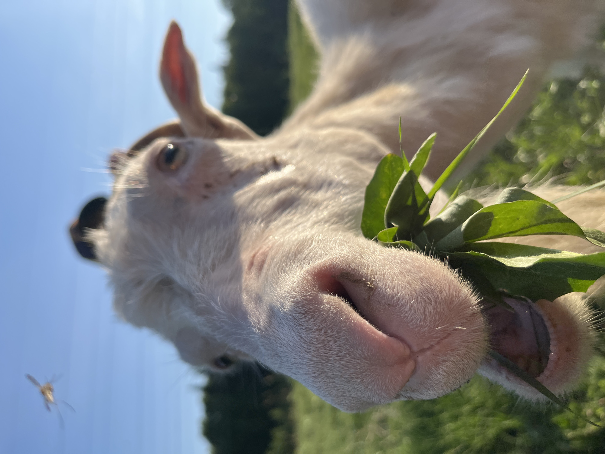 The image depicts a close-up of a goat eating green leaves. The goat has white fur, a pink nose, and its mouth is open. There's a flying insect in the lower left corner of the image. The background shows green grass and trees under a blue sky. There is no verifiable information connecting the image to the city of Chaikovsky, Russia.