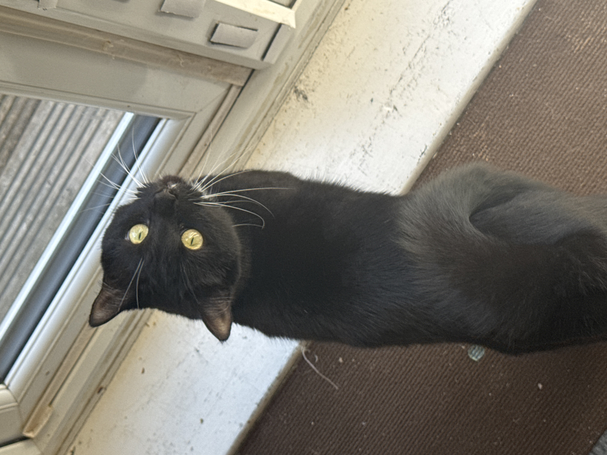 An overhead shot captures a sleek black cat lying on a textured brown mat or carpet. The cat is looking directly up at the camera with large, striking yellow-green eyes that appear wide and alert. Its white whiskers fan out prominently against its dark fur. The cat's head is tilted upwards, and its ears are visible.
In the background, a light-colored, possibly white or off-white, door frame or window frame runs diagonally across the upper left of the image. Beyond this frame, there's a slatted structure, which could be blinds, a security grille, or part of a window, allowing some light to pass through. The overall lighting suggests it is daytime. The cat's body is elongated, and its tail is visible, curling slightly on the mat. The textures visible include the cat's fur, the patterned mat, and the somewhat rough or painted surface of the frame. There are no people visible, nor any discernible text. The scene is likely indoors, possibly near an entrance or window, within a location like Desborough, United Kingdom.